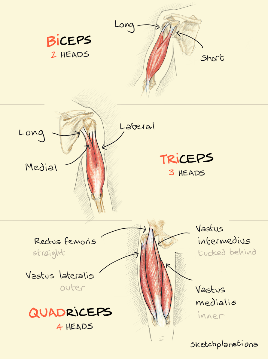 Biceps Triceps Quadriceps Sketchplanations