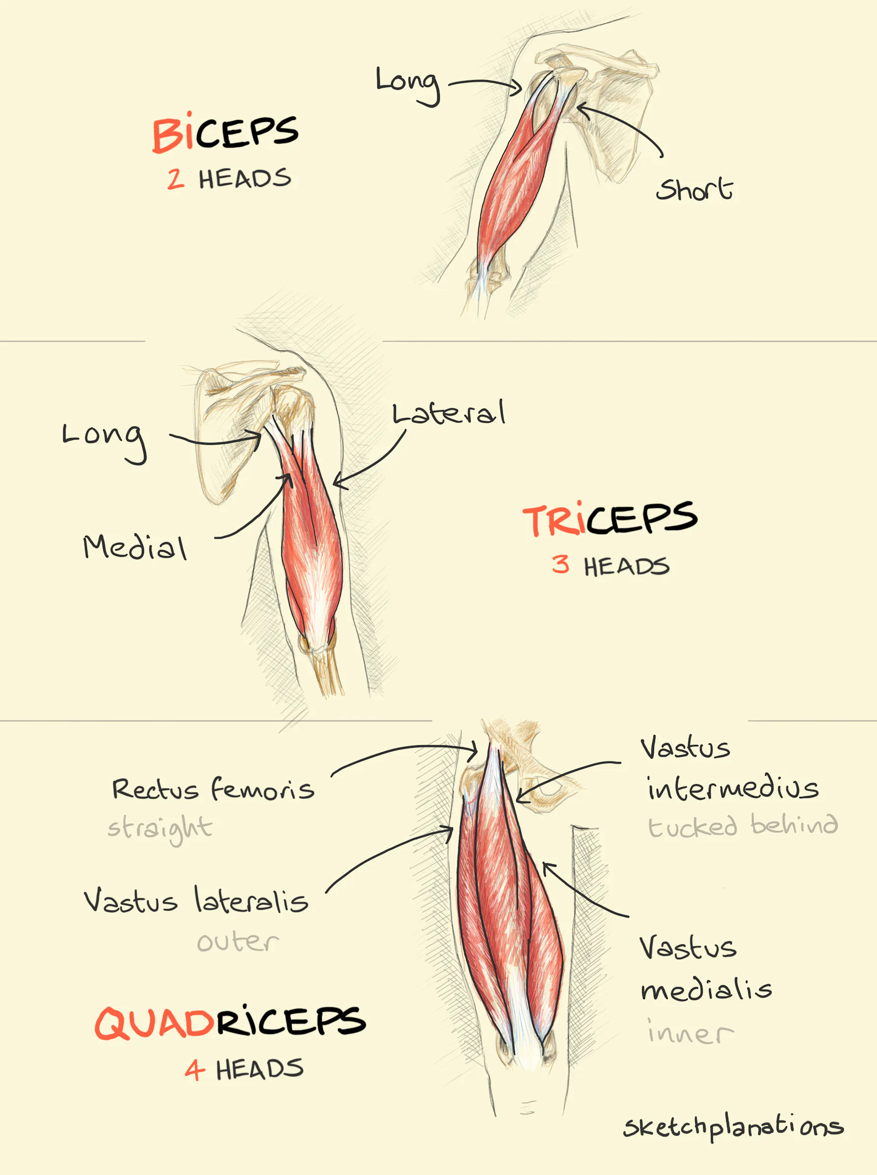 Biceps Triceps Quadriceps Sketchplanations biceps-triceps-quadriceps-sketchplanations