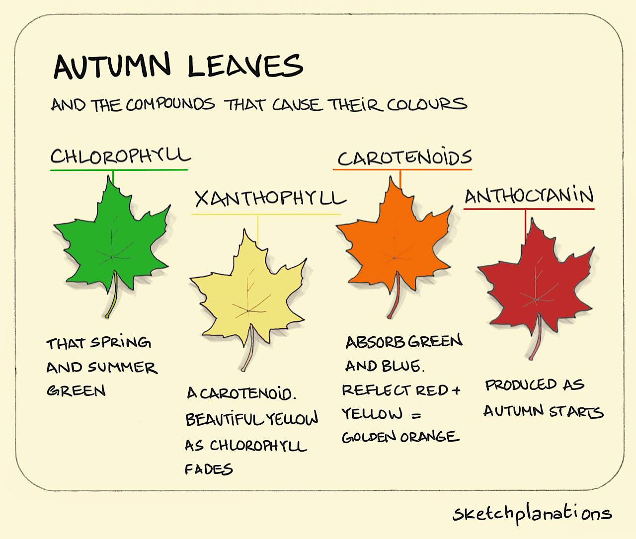 Autumn leaves and the compounds that cause their colours Sketchplanations