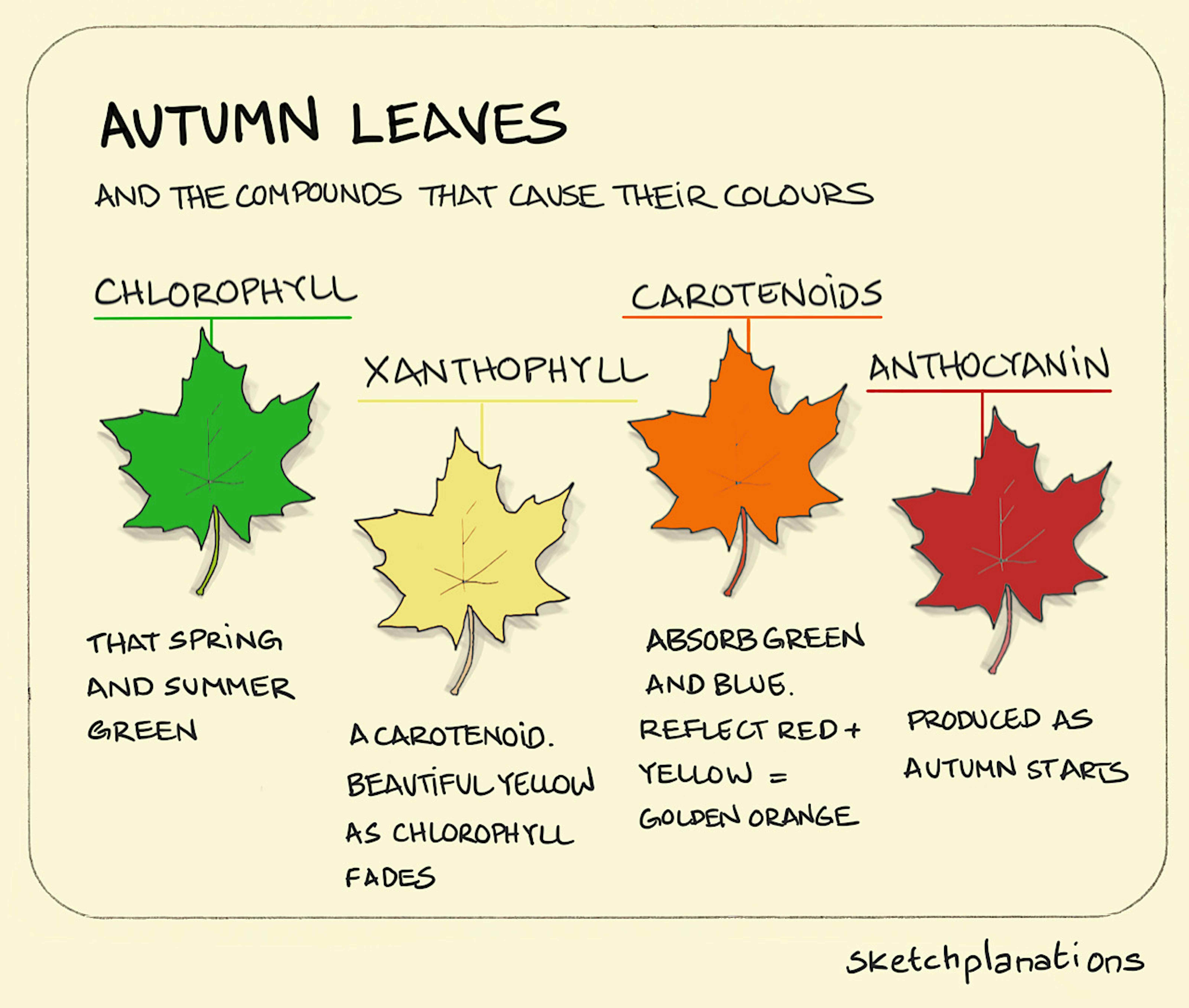 Autumn Leaves And The Compounds That Cause Their Colours Sketchplanations autumn-leaves-and-the-compounds-that-cause-their-colours-sketchplanations