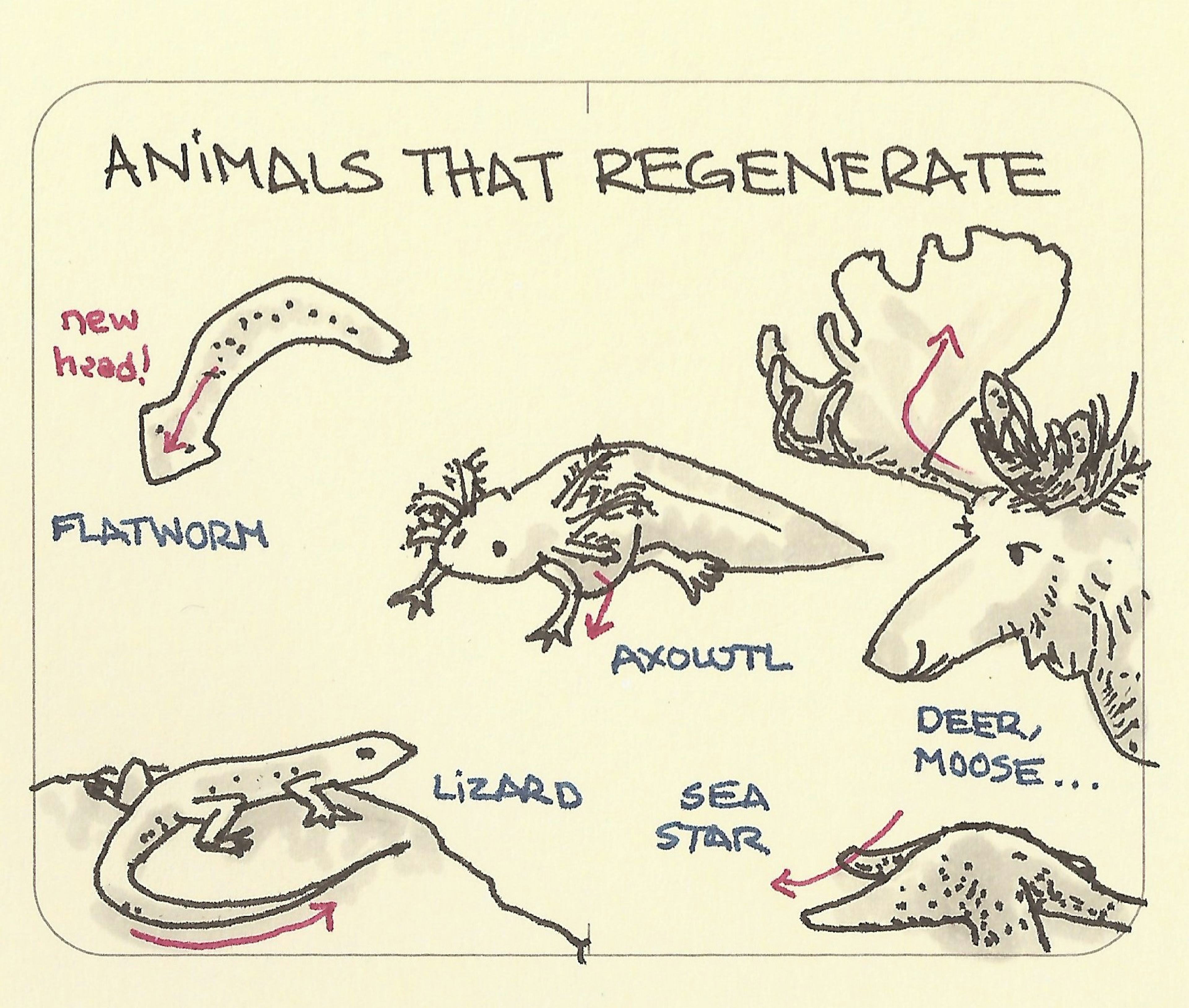 Animals that regenerate - Sketchplanations