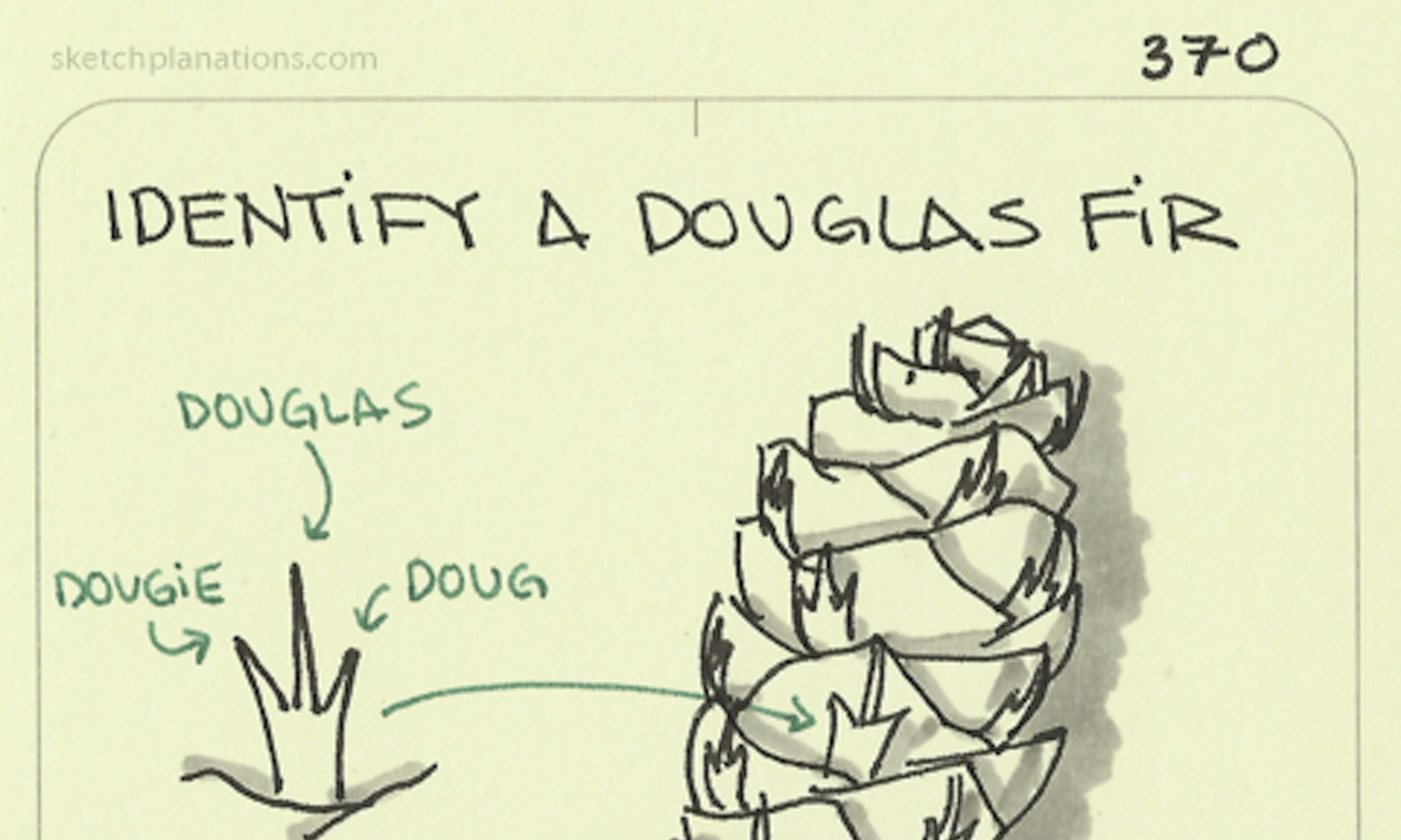 Identify a douglas fir: showing a douglas fir cone with it's 3 pointed mini-leaves named Dougie, Douglas and Doug