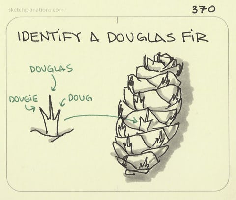 Identify a douglas fir: showing a douglas fir cone with it's 3 pointed mini-leaves named Dougie, Douglas and Doug