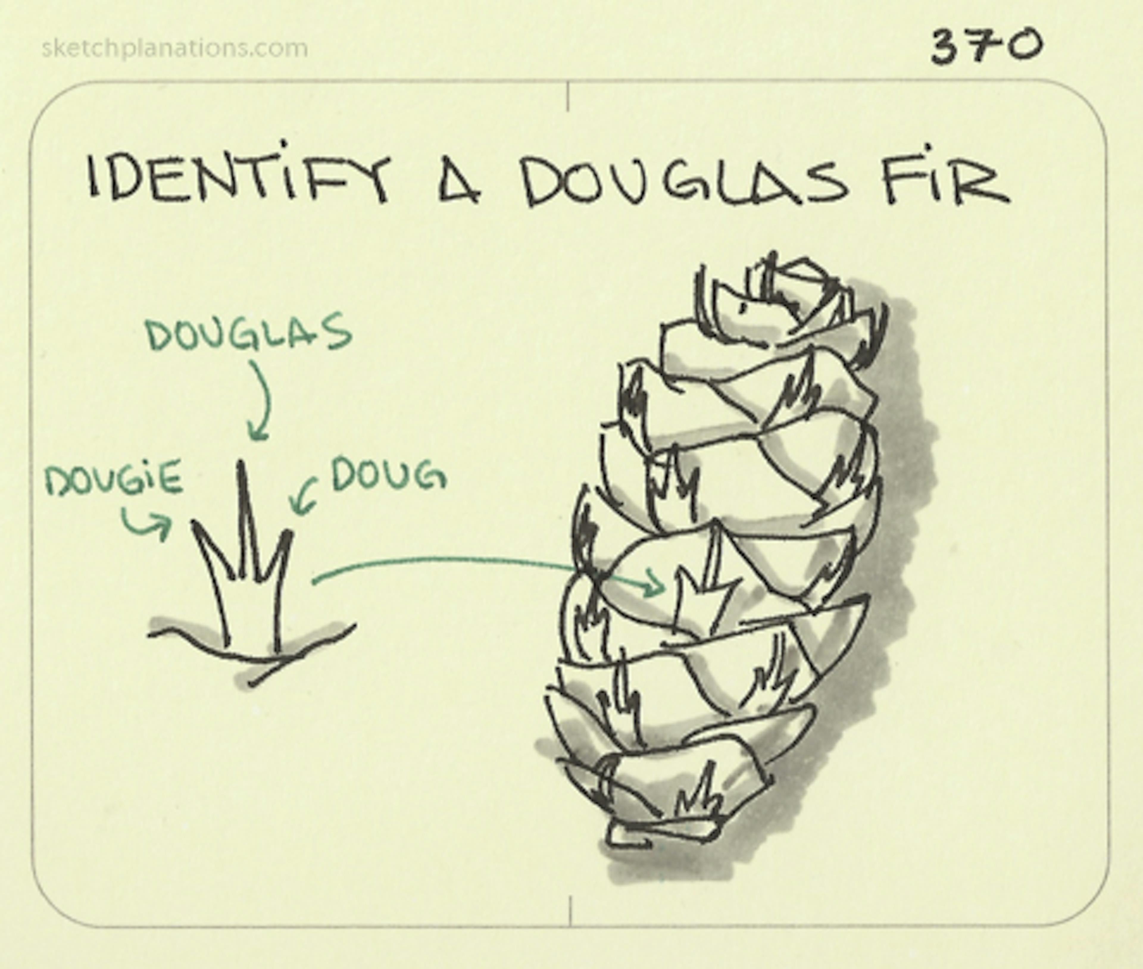 Identify a douglas fir: showing a douglas fir cone with it's 3 pointed mini-leaves named Dougie, Douglas and Doug