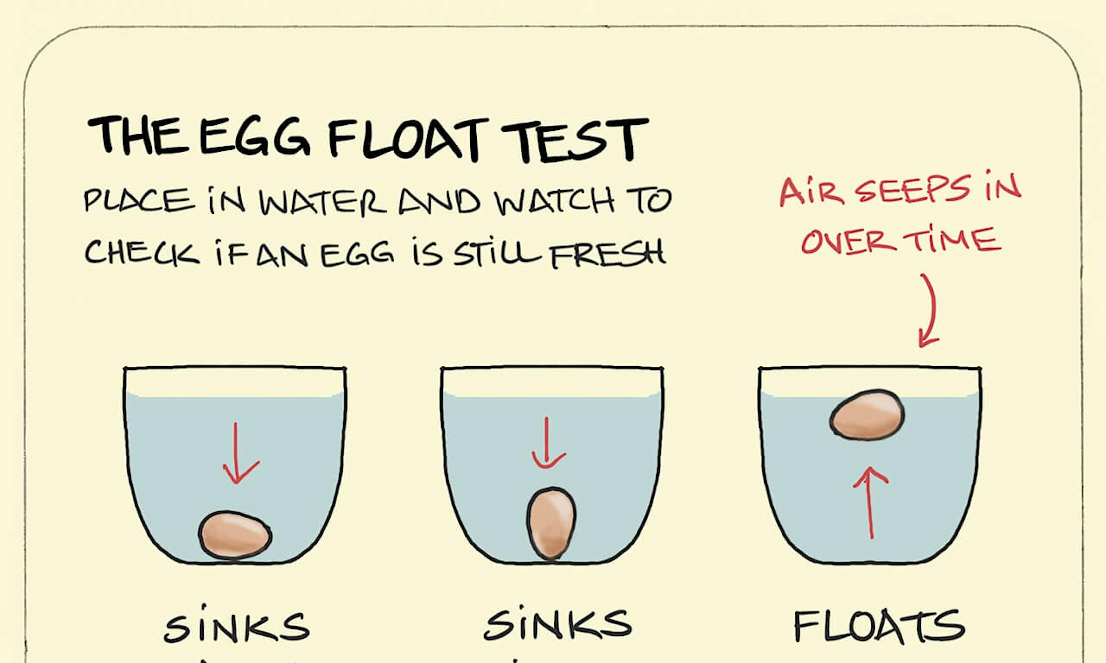 Egg test: how to use the egg float test to know if an egg has gone bad by checking it's floating behavior underwater