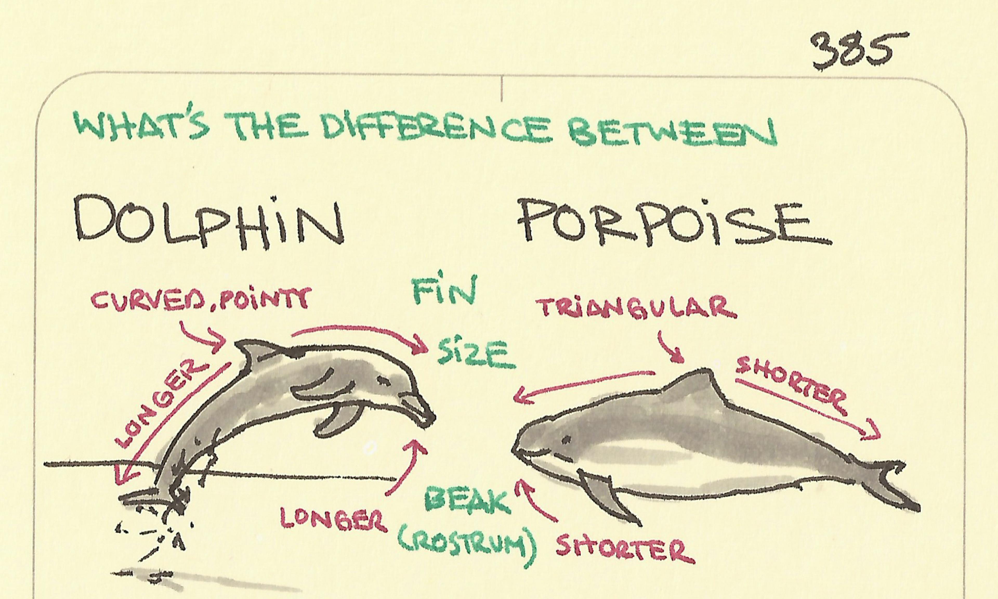 The difference between a dolphin and a porpoise illustrated