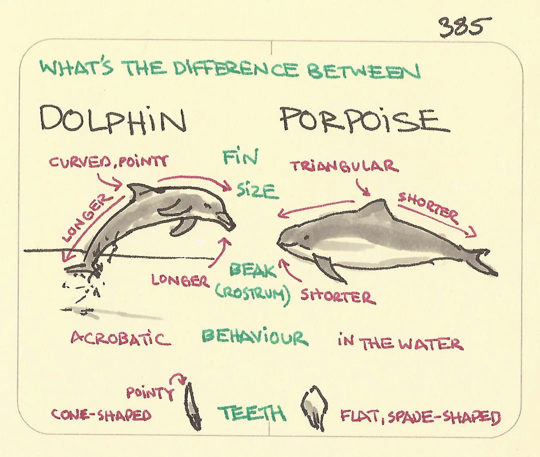 What’s the difference between a dolphin and a porpoise - Sketchplanations