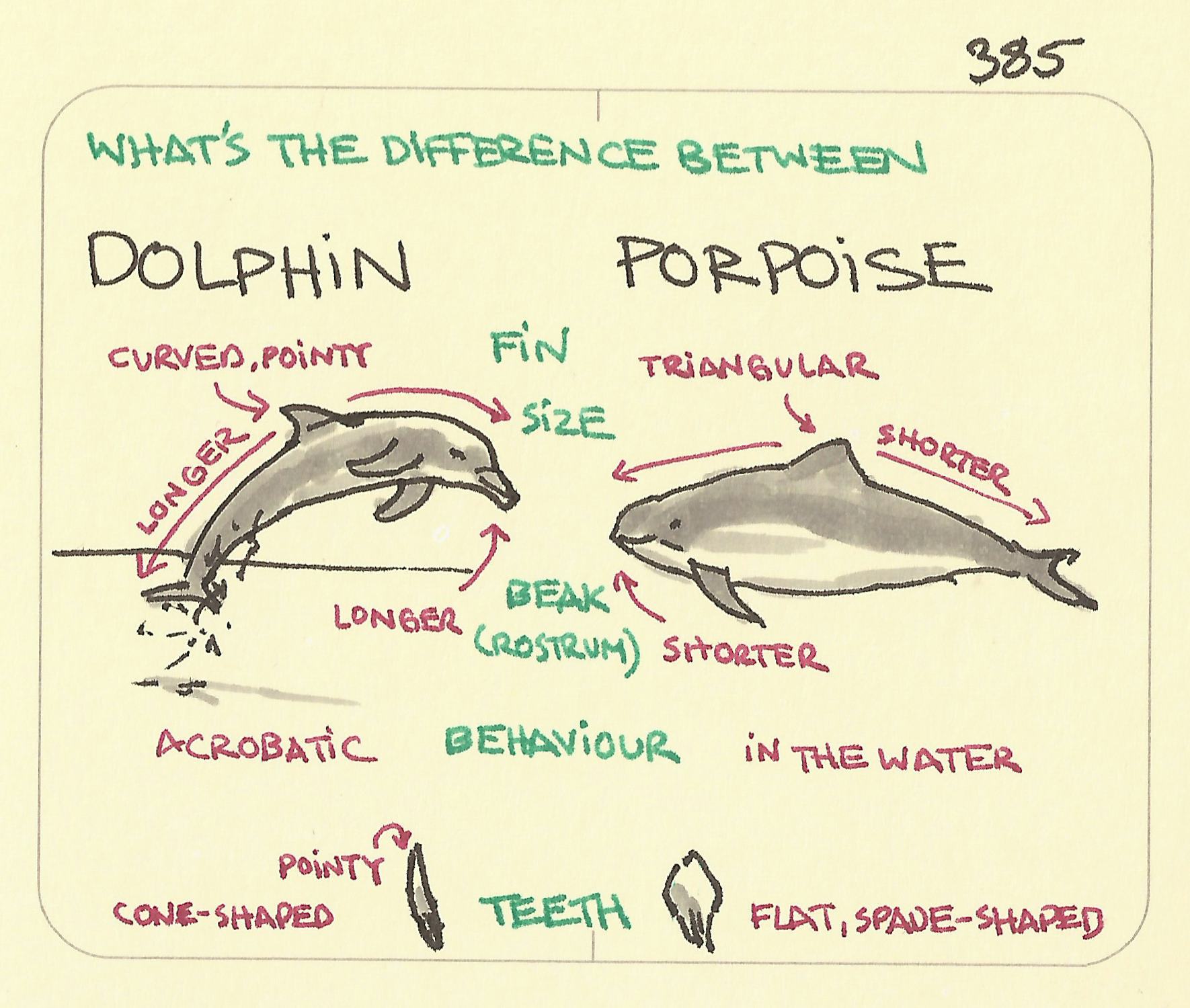 The difference between a dolphin and a porpoise illustrated