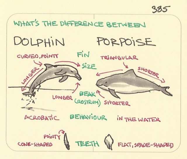 What’s the difference between a dolphin and a porpoise - Sketchplanations