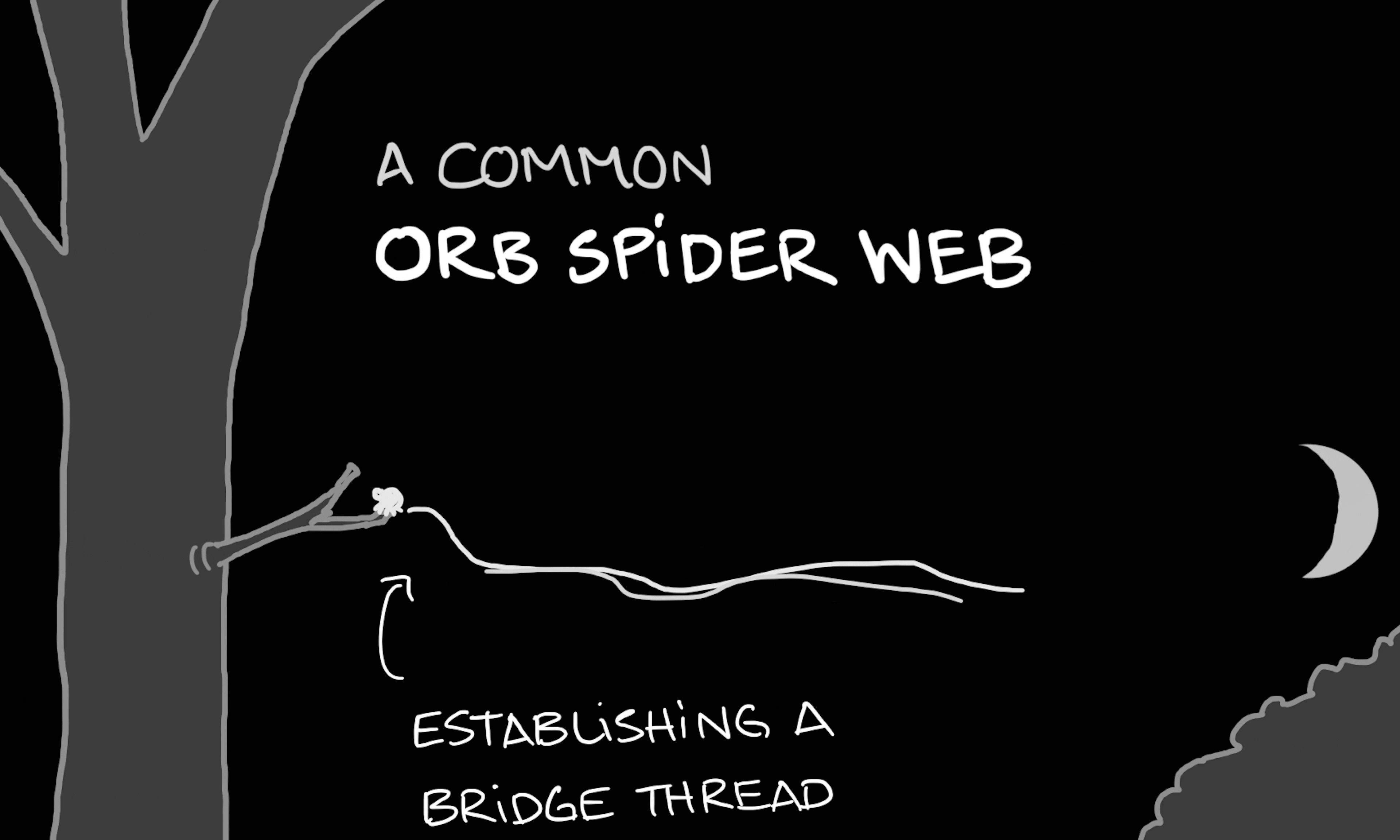 A spider constructing a common orb spider web