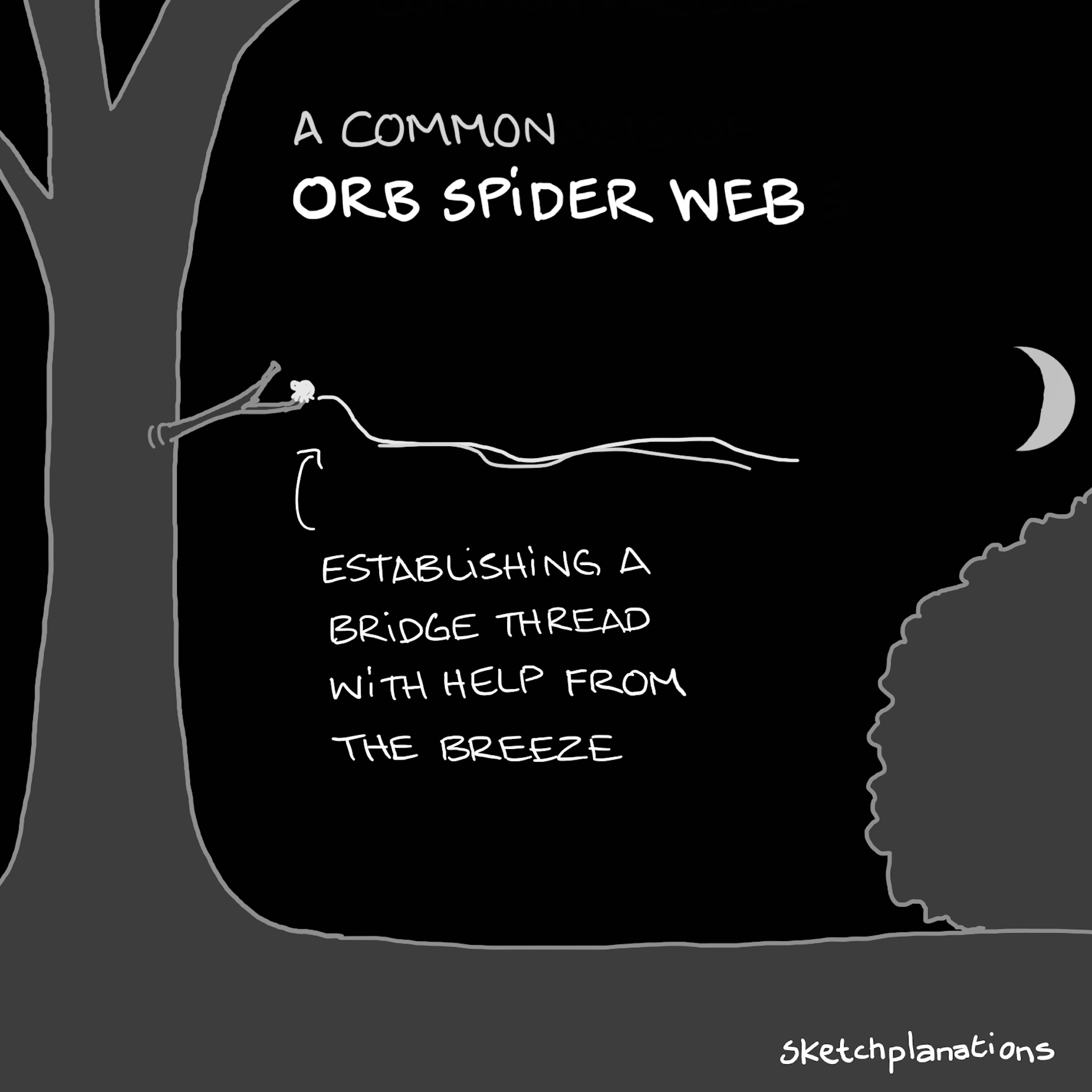A common orb spider web sketchplanations