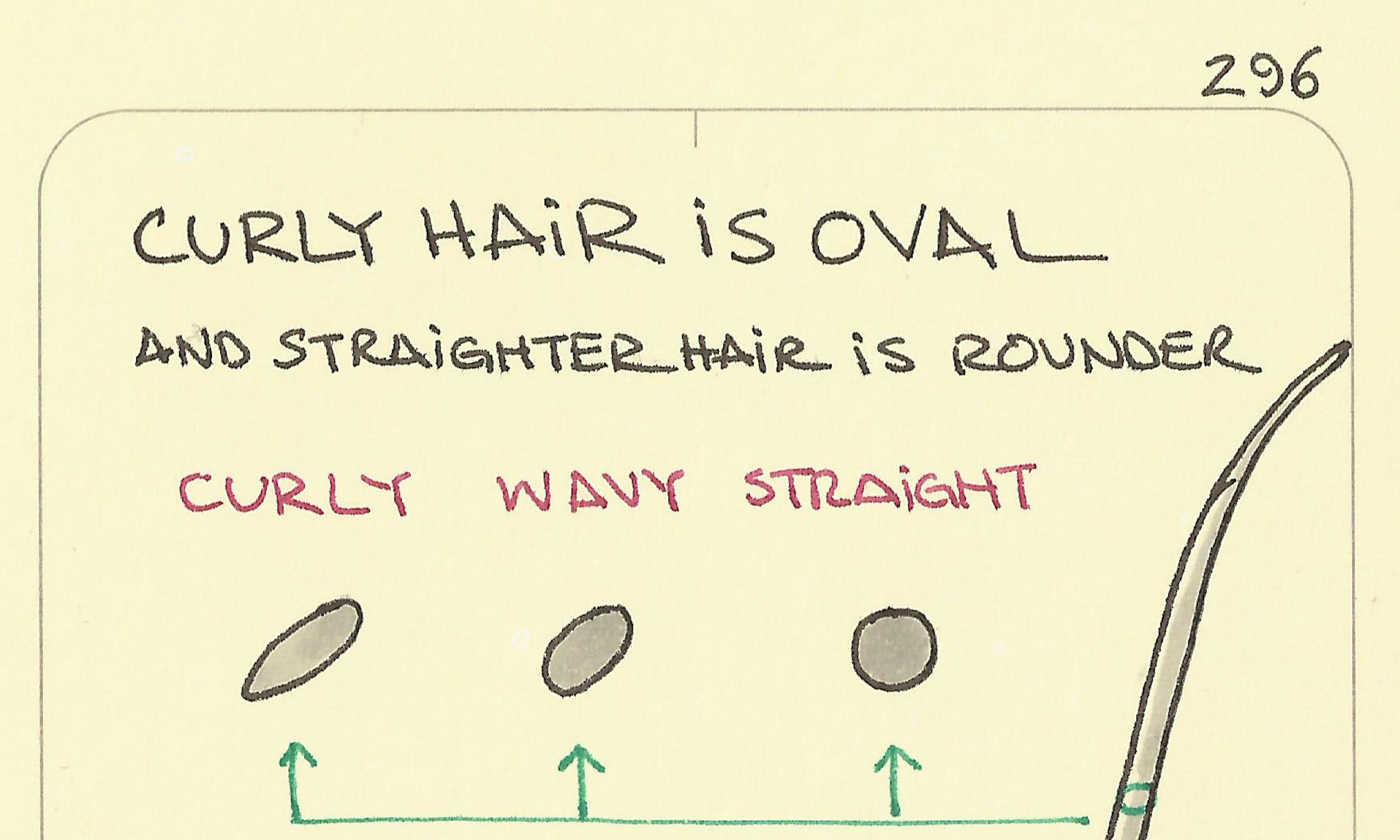 Curly hair is oval illustration showing the cross-section of a hair follicle from oval to round and labelling it with curly, wavy, and straight