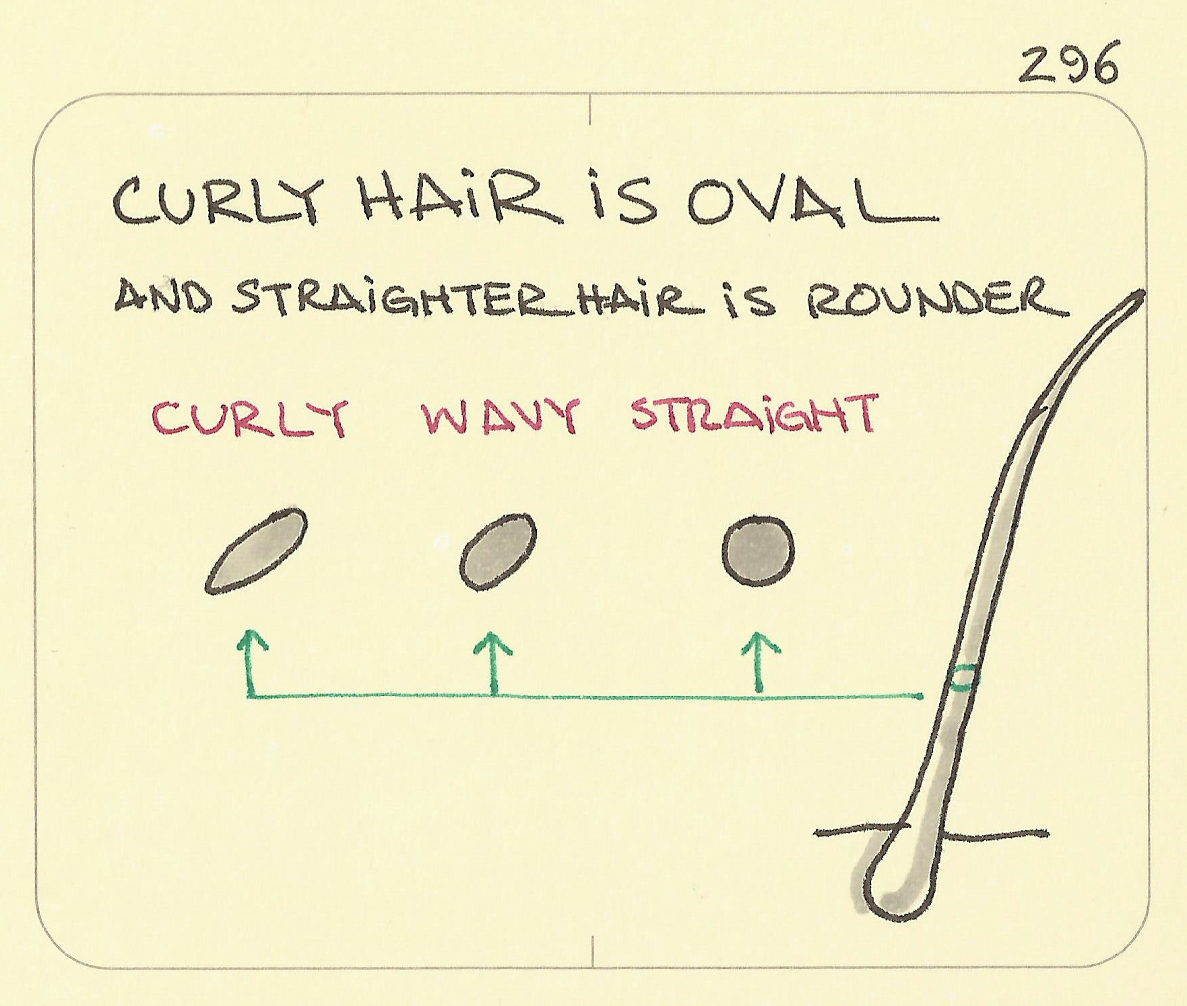 Curly hair is oval illustration showing the cross-section of a hair follicle from oval to round and labelling it with curly, wavy, and straight