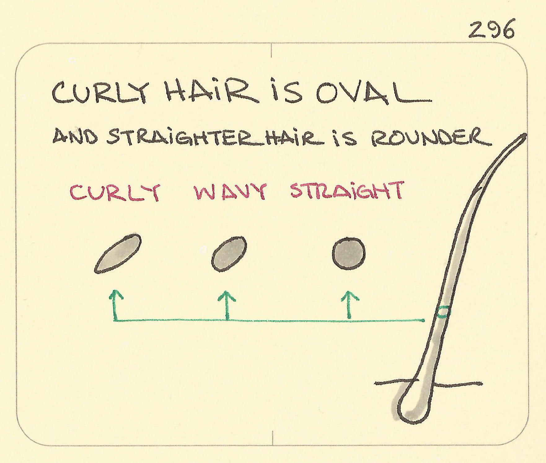 Curly hair is oval illustration showing the cross-section of a hair follicle from oval to round and labelling it with curly, wavy, and straight