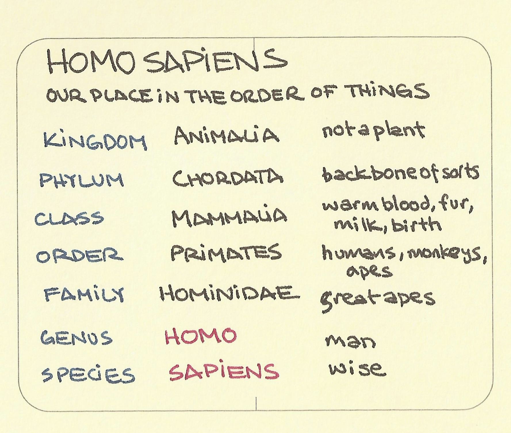 Homo sapiens. Our place in the order of things - Sketchplanations
