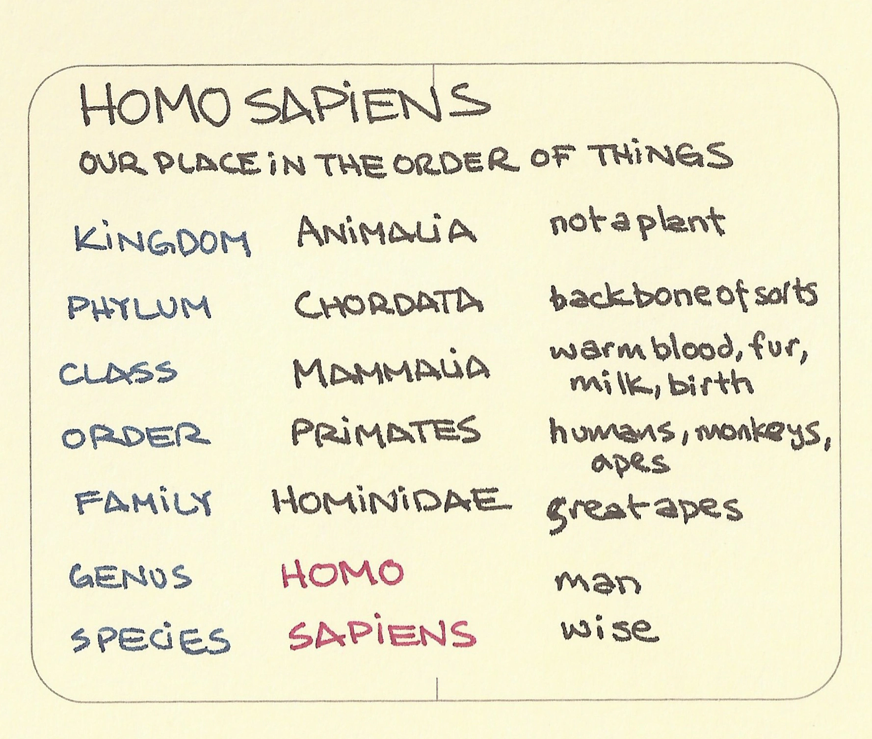 Homo sapiens. Our place in the order of things - Sketchplanations