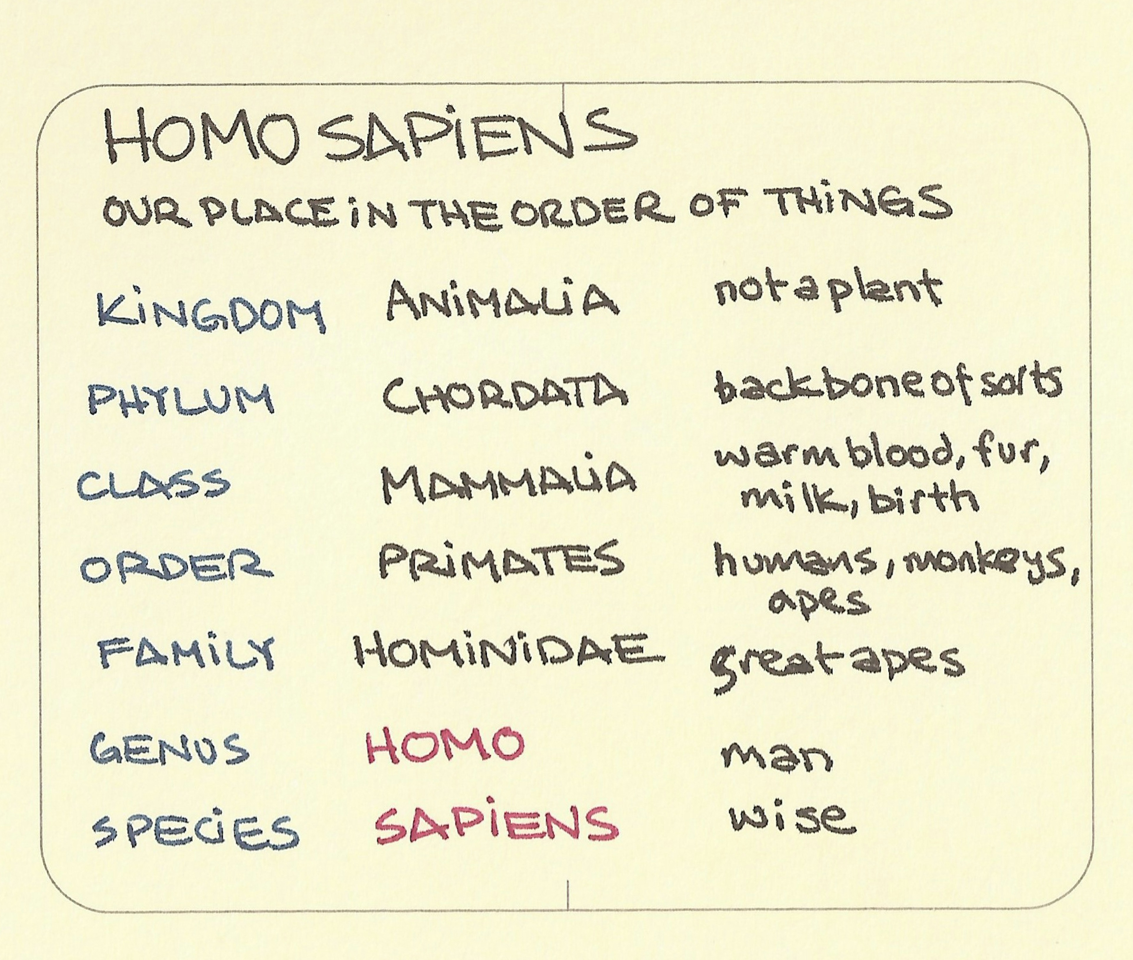 Homo sapiens. Our place in the order of things - Sketchplanations