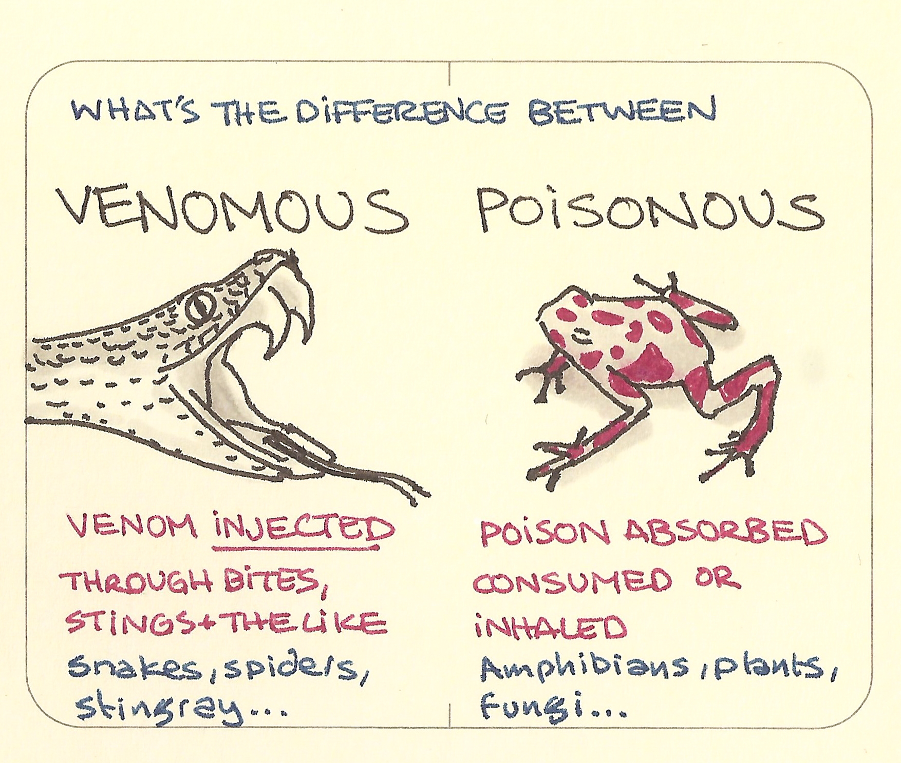 Venomous, Poisonous - What’s The Difference - Sketchplanations