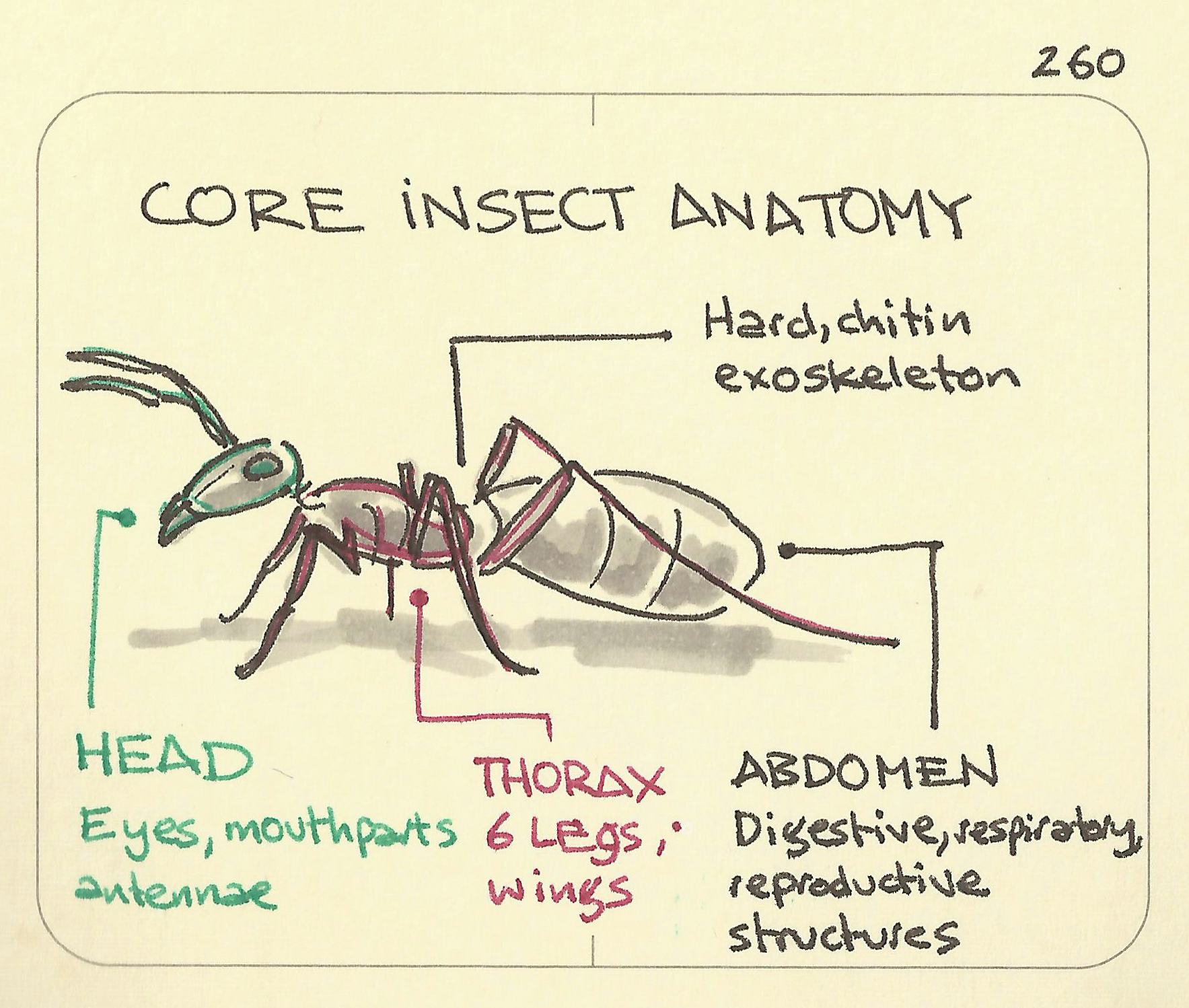 Core insect anatomy - Sketchplanations