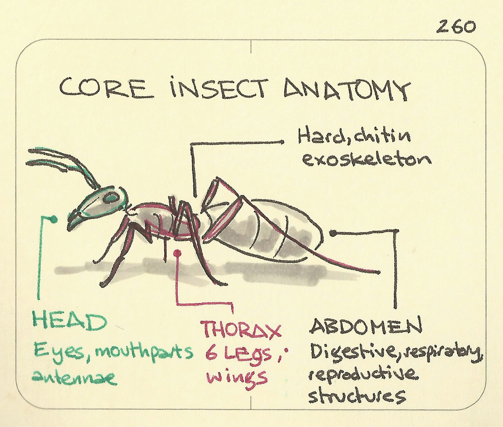 Core insect anatomy - Sketchplanations