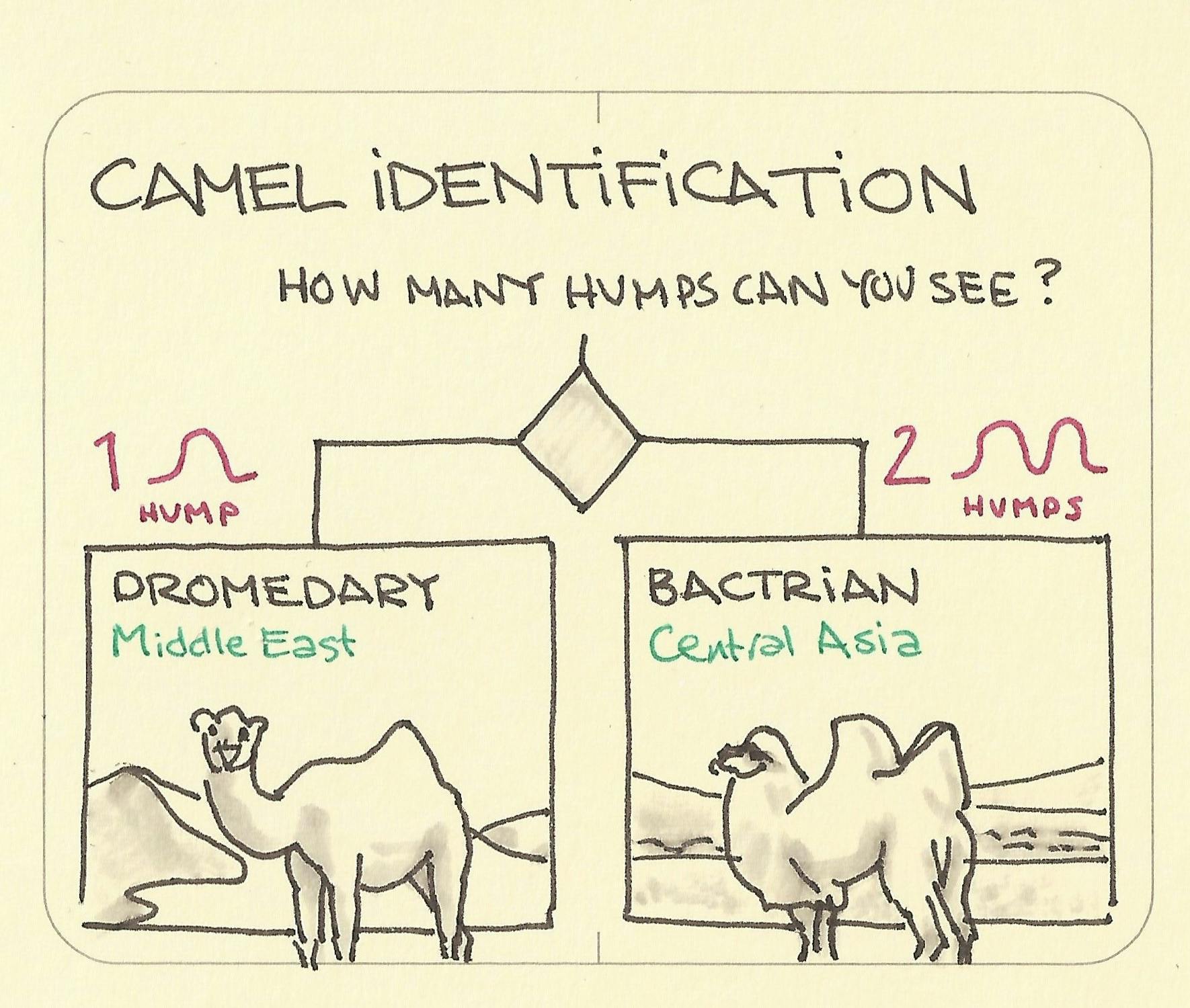 Camel identification: 1 hump dromedary, 2 humps bactrian - Sketchplanations