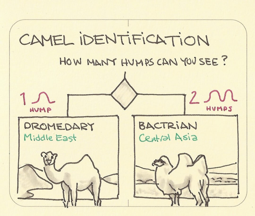 Camel identification 1 hump dromedary, 2 humps bactrian Sketchplanations