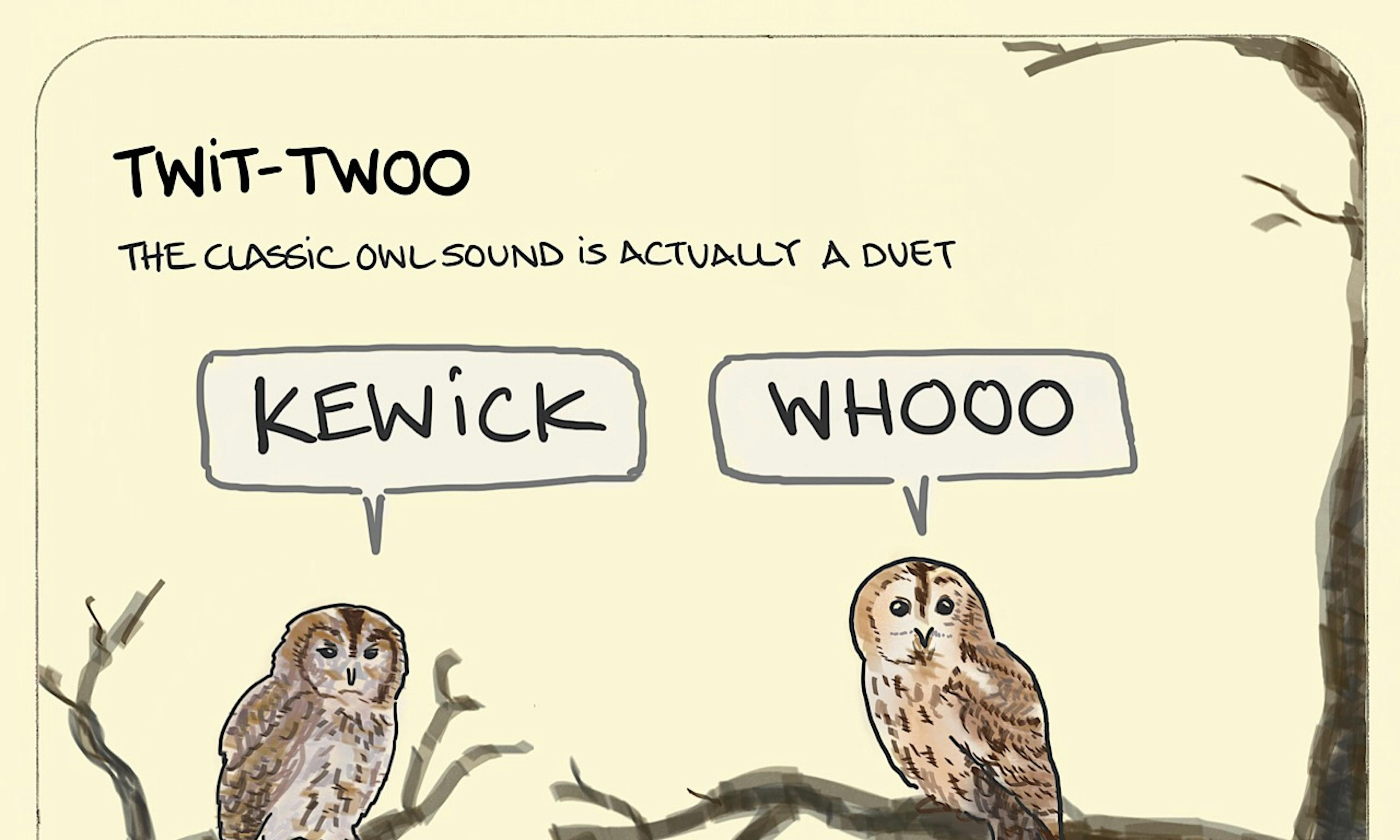 Twit-twoo illustration: showing how the classic owl sound is actually a duet with a female and male tawny owl doing a "kewick" and "whoo"