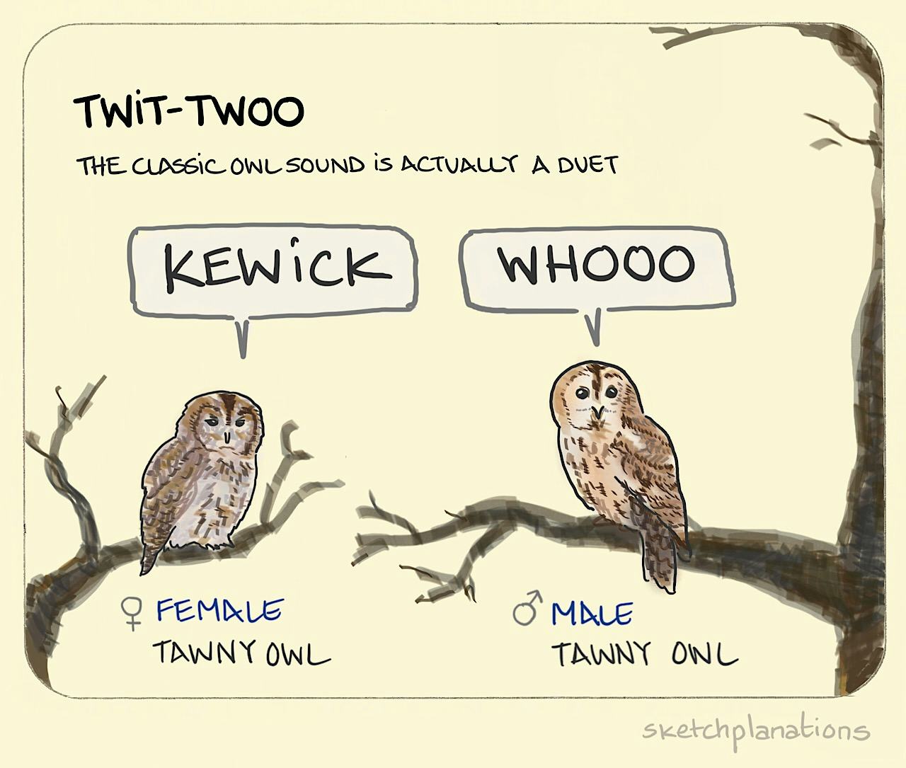 Twit-twoo illustration: showing how the classic owl sound is actually a duet with a female and male tawny owl doing a "kewick" and "whoo"