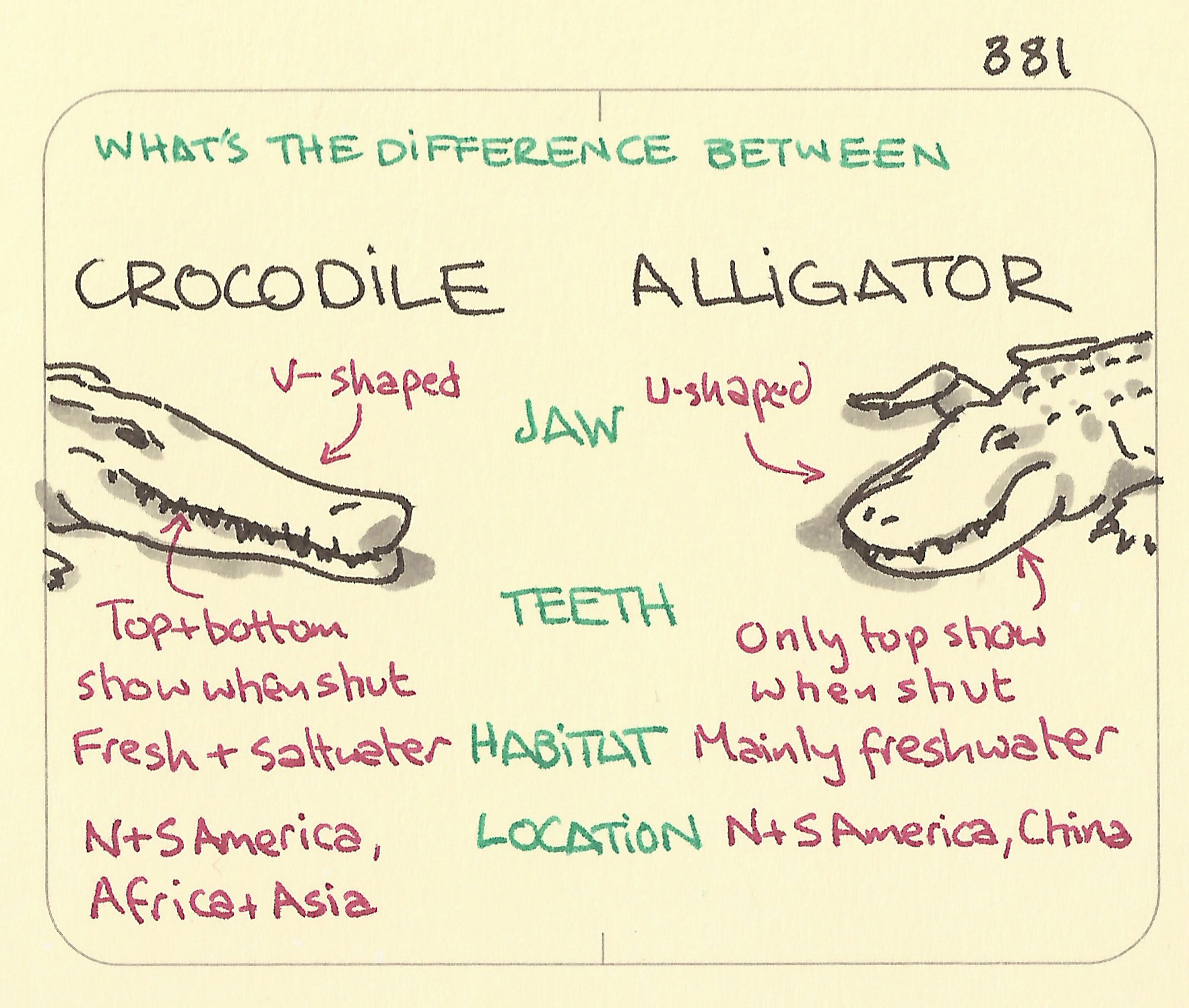What’s the difference between a crocodile and an alligator - Sketchplanations