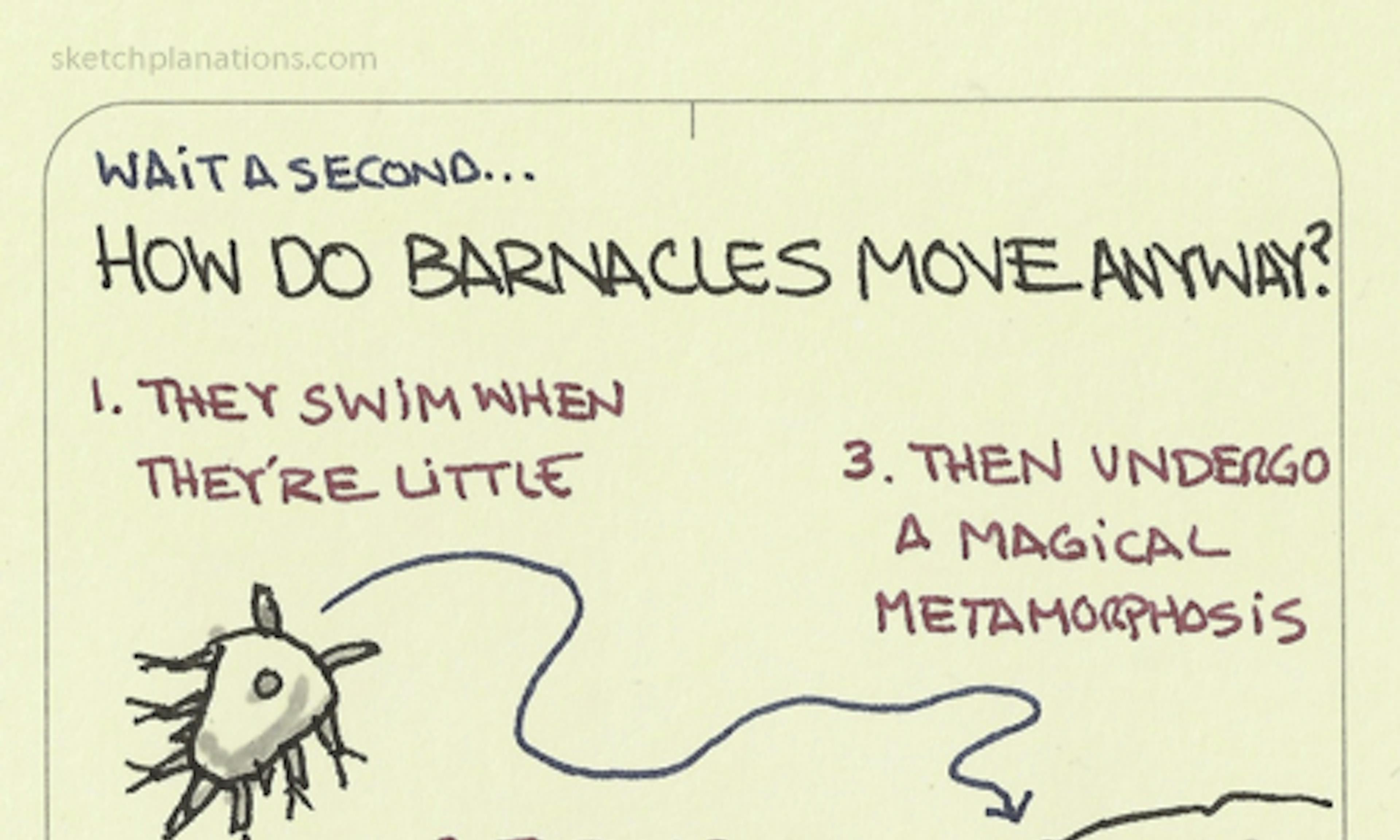 How do barnacles move