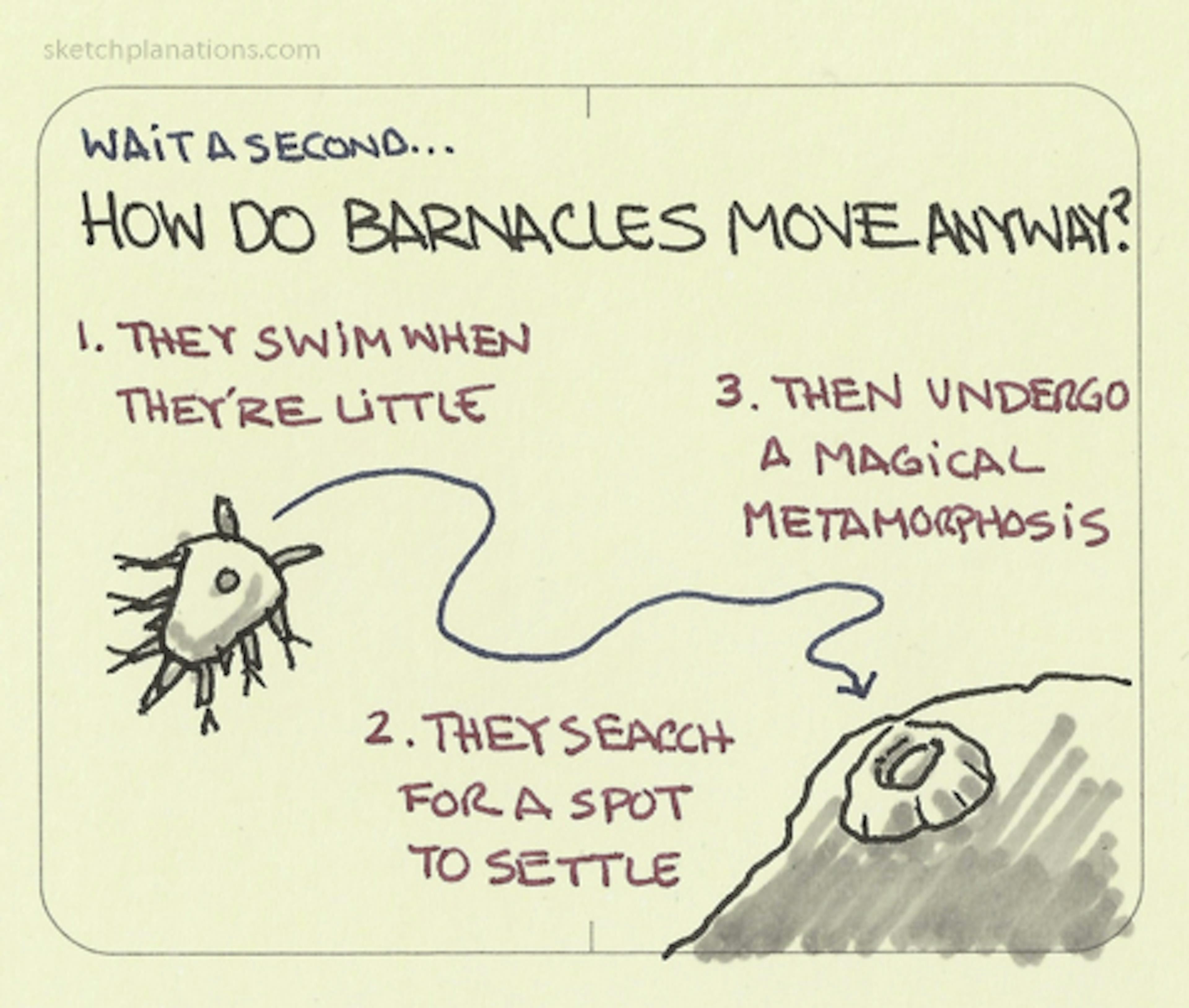 How do barnacles move