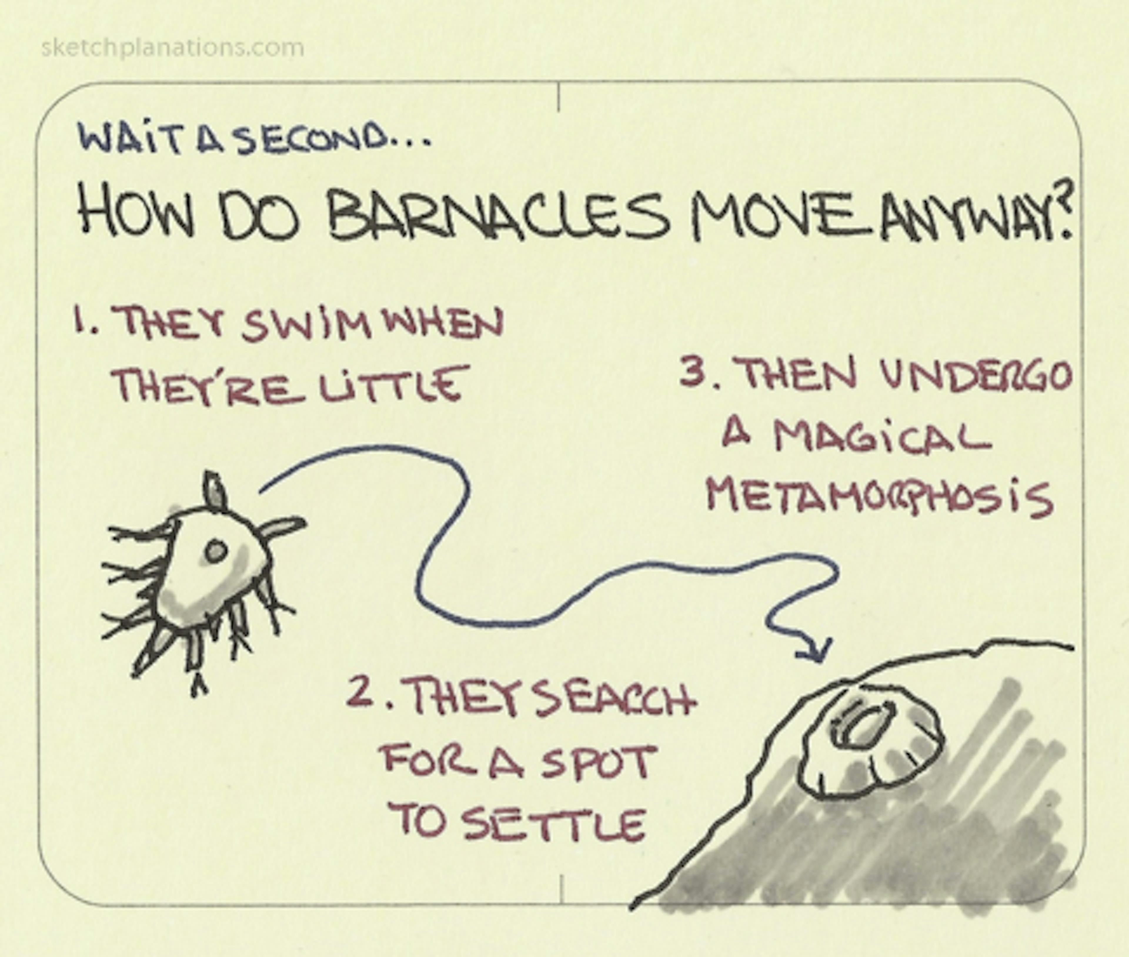 How do barnacles move