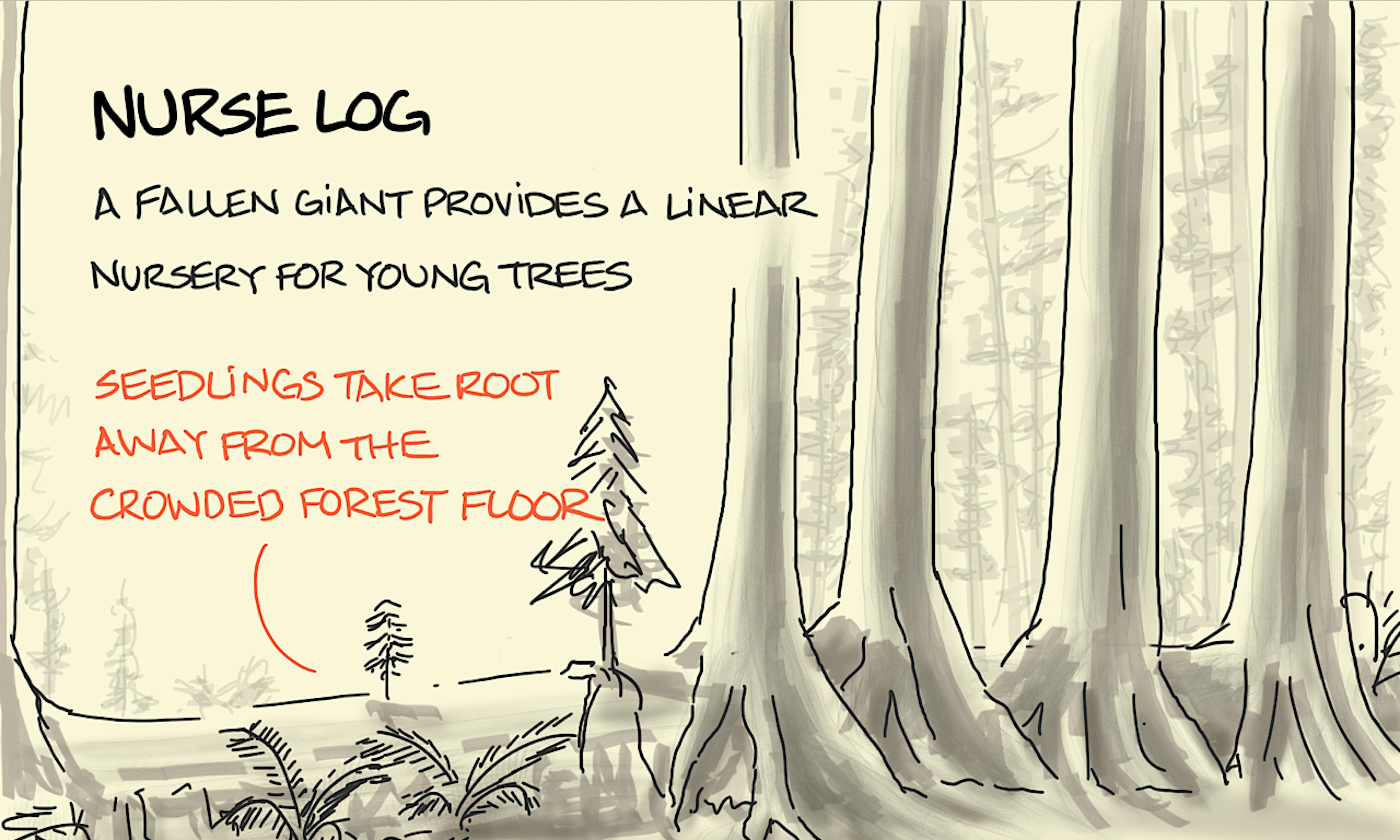 A set of young trees growing in a straight line along the trunk of a large fallen tree now in the clearing of a forest