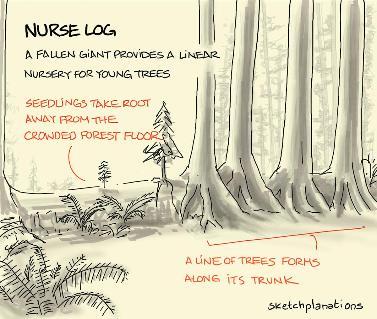 Nurse Log Sketchplanations 