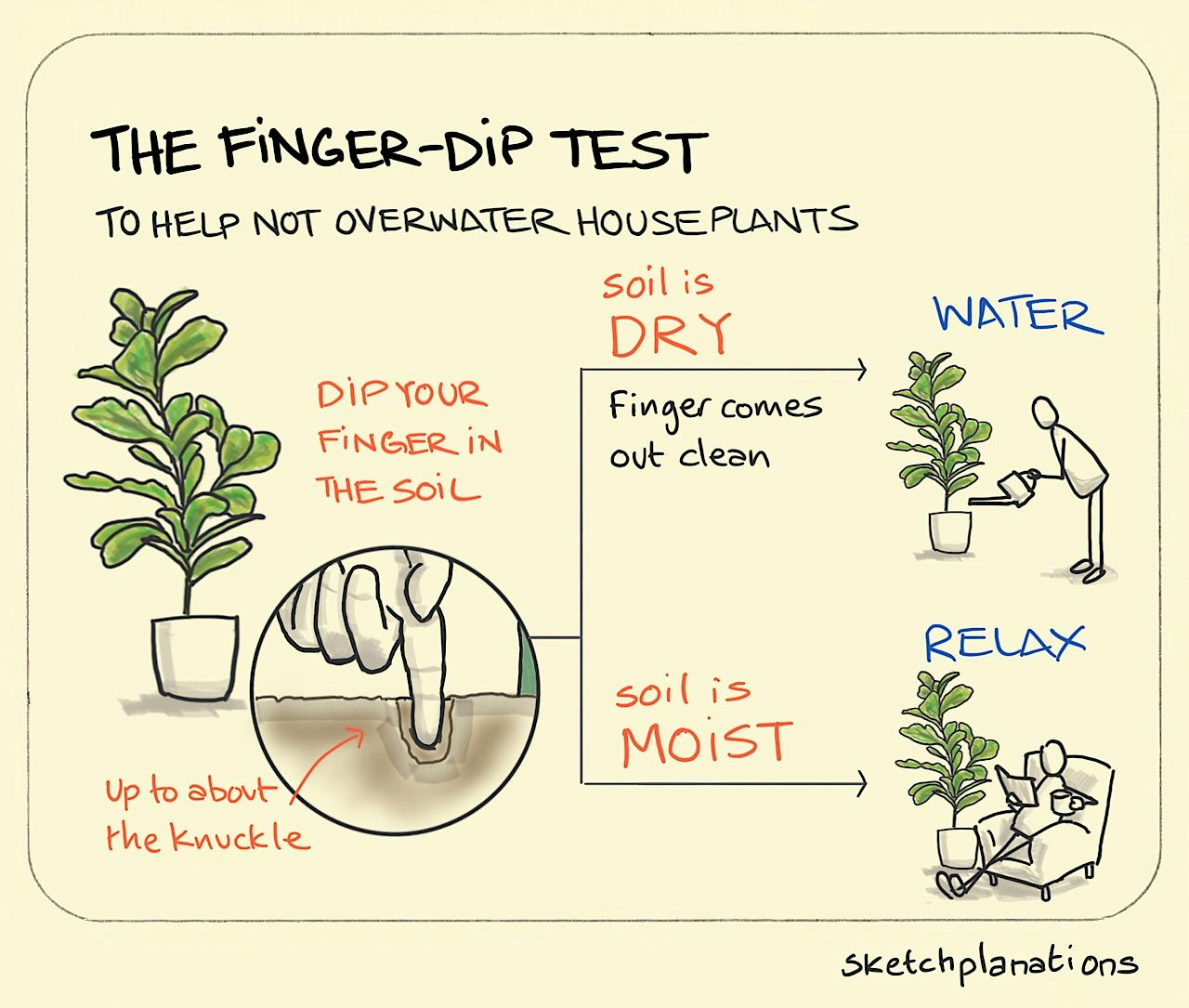 The finger-dip test to not overwater houseplants - Sketchplanations