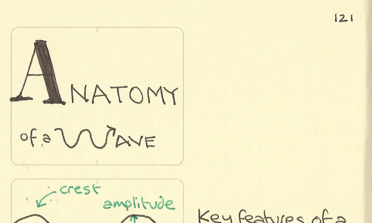 Core insect anatomy - Sketchplanations