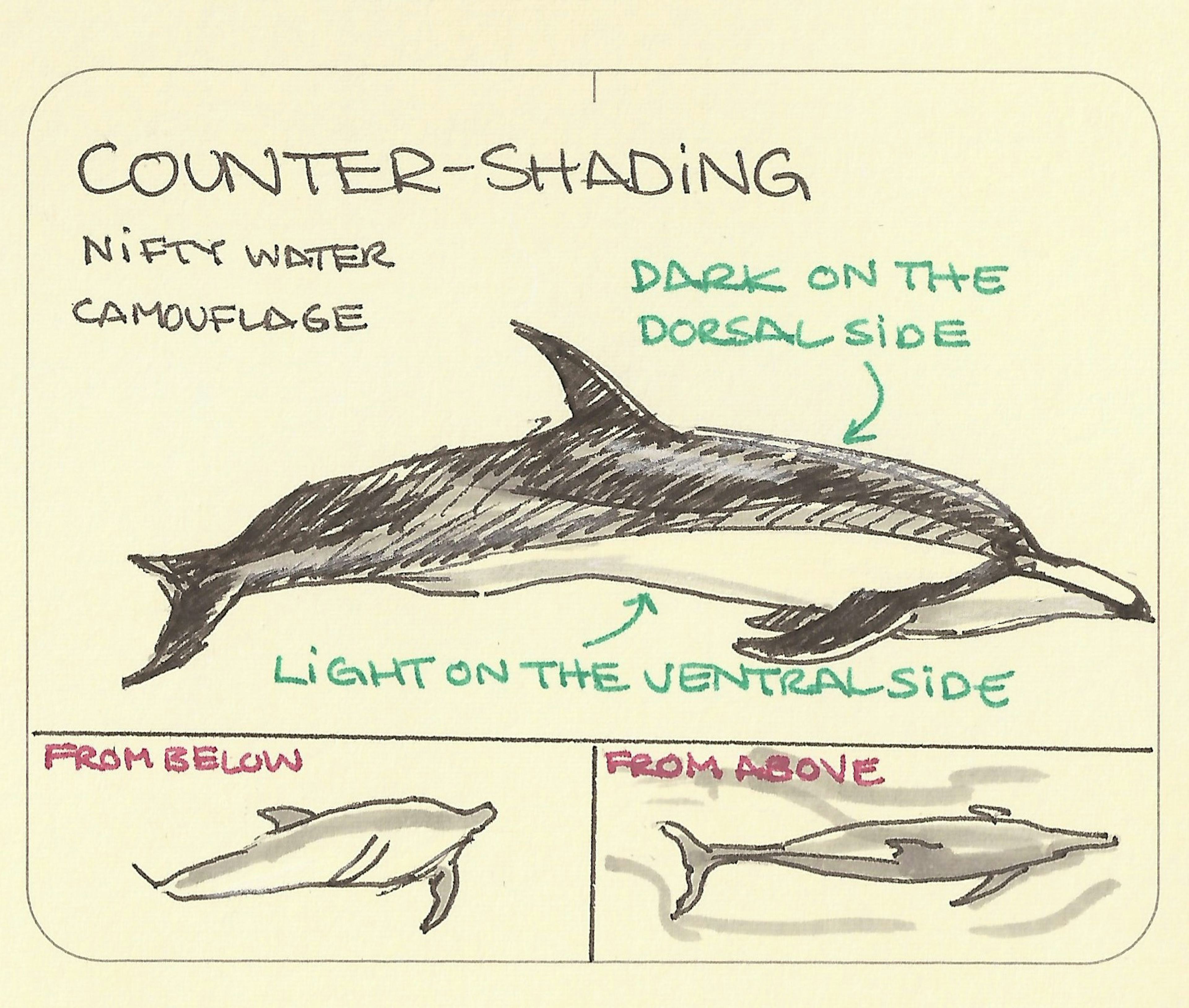 Counter-shading: Nifty water camouflage practiced by dolphins, porpoises, some fish and other neat sea creatures. The simple strategy: look light like the sky for anyone below, and look dark like the sea for anyone above.
