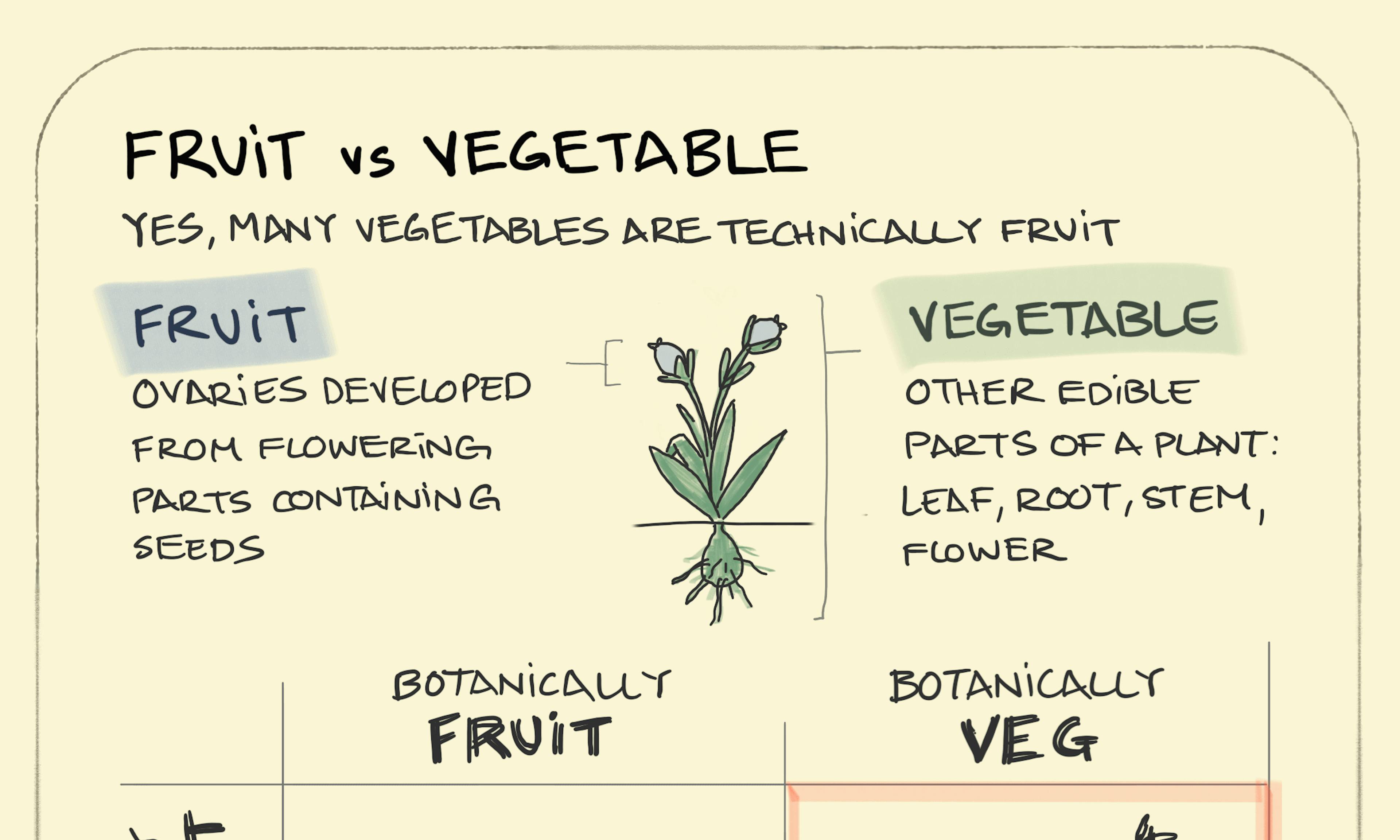 Fruit vs vegetable drawing: showing the elements of a plant that are fruit or vegetable and a 2x2 matrix for which are commonly miscategorised