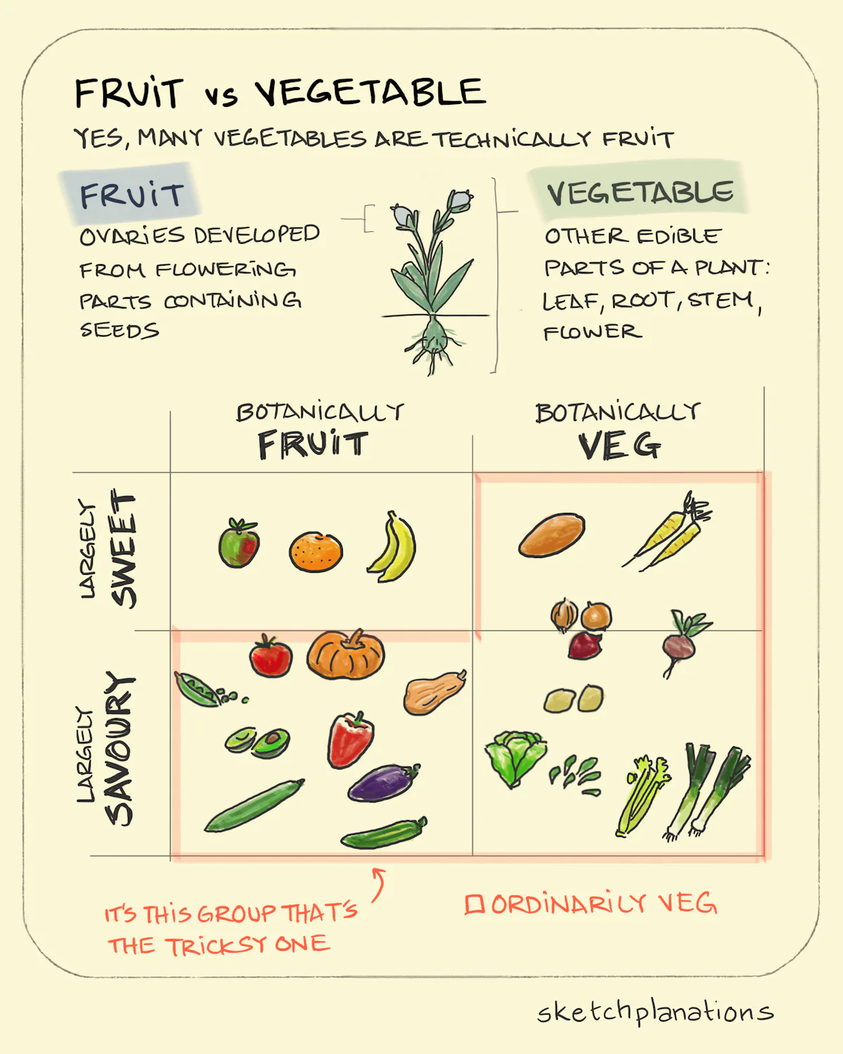 Fruit Vs Vegetable Sketchplanations Fruit vs vegetable sketchplanations