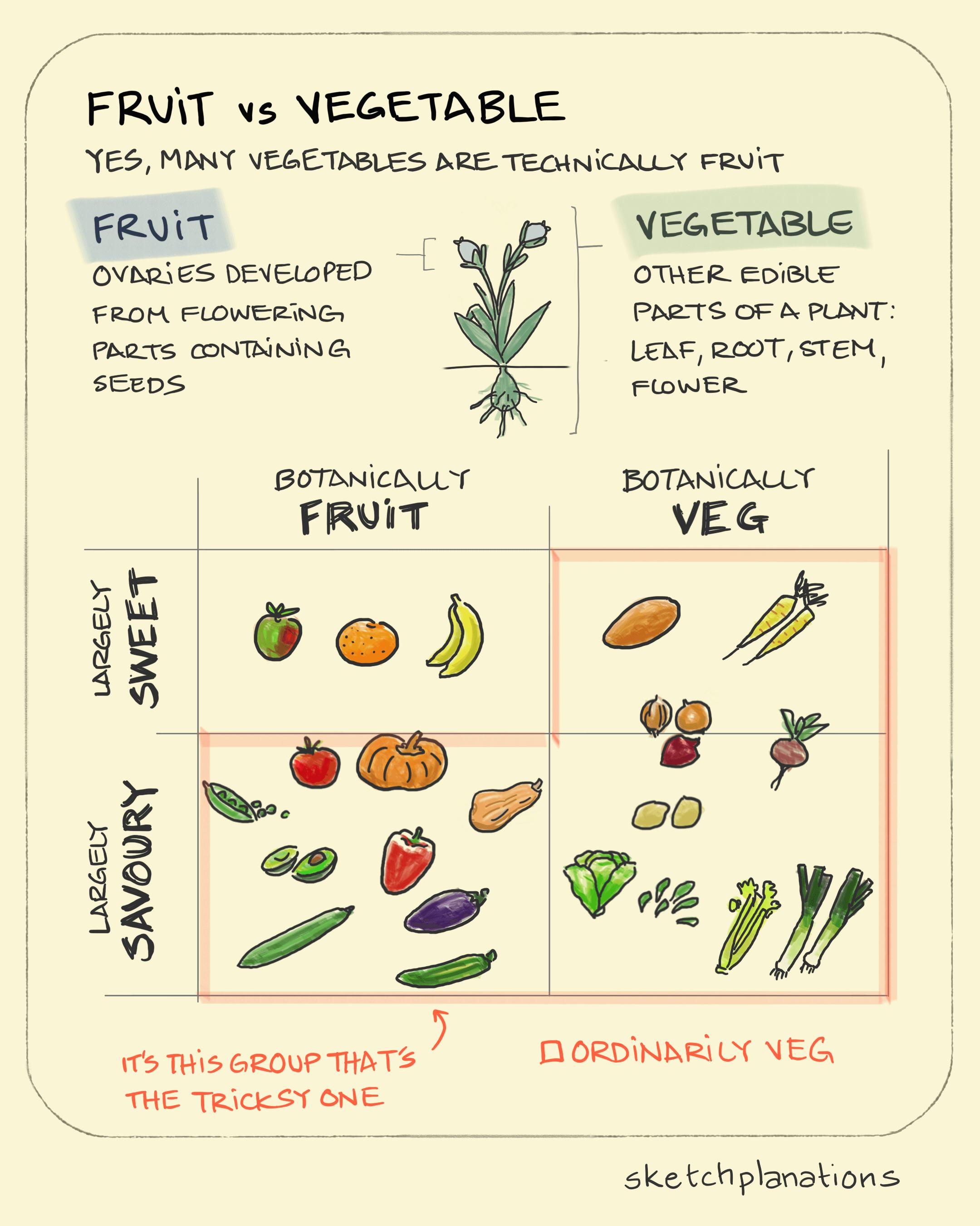 Fruit vs vegetable drawing: showing the elements of a plant that are fruit or vegetable and a 2x2 matrix for which are commonly miscategorised