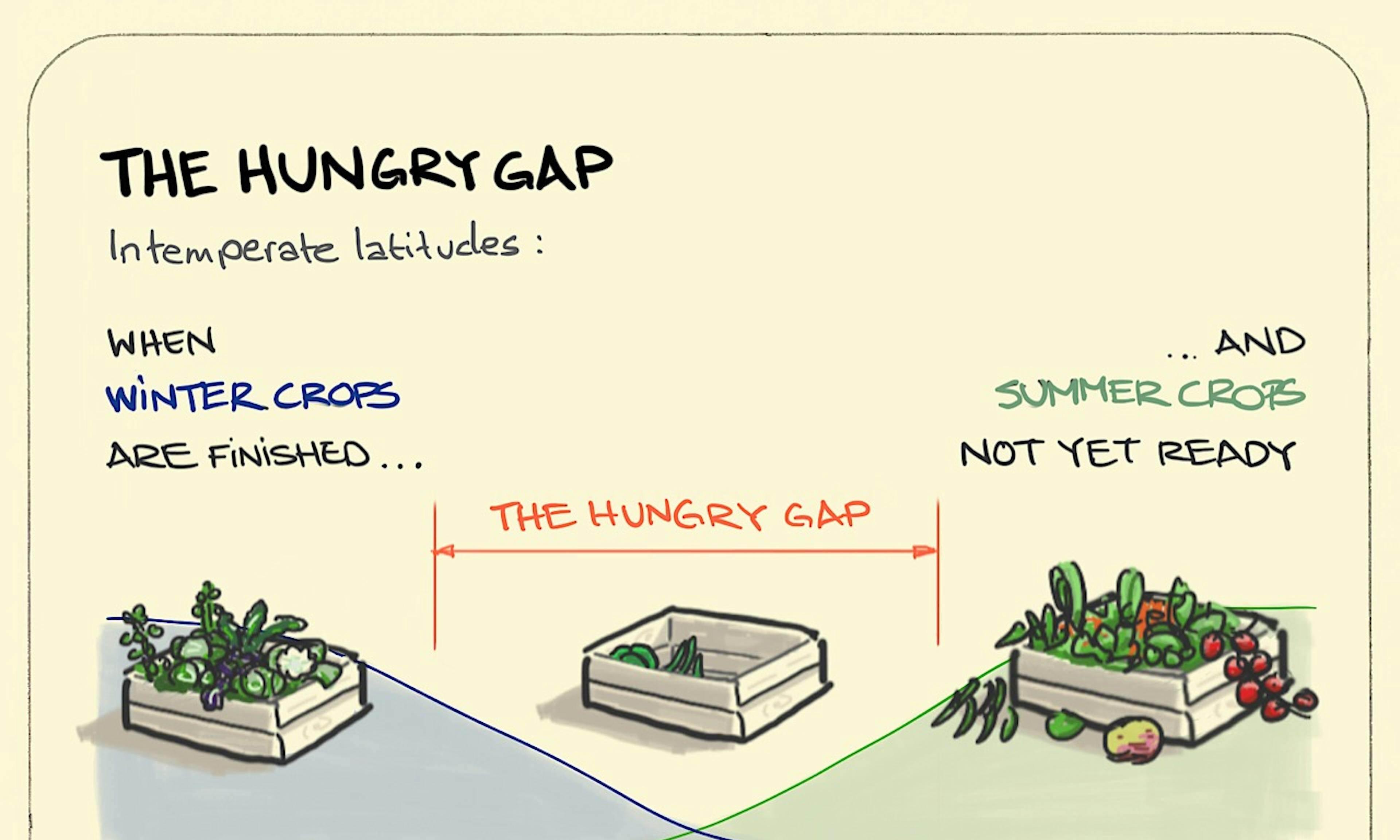 What is the hungry gap explained showing a timeline with a full box of Winter vegetables leading out of April, a nearly empty box in May, and an overflowing one in the Summer