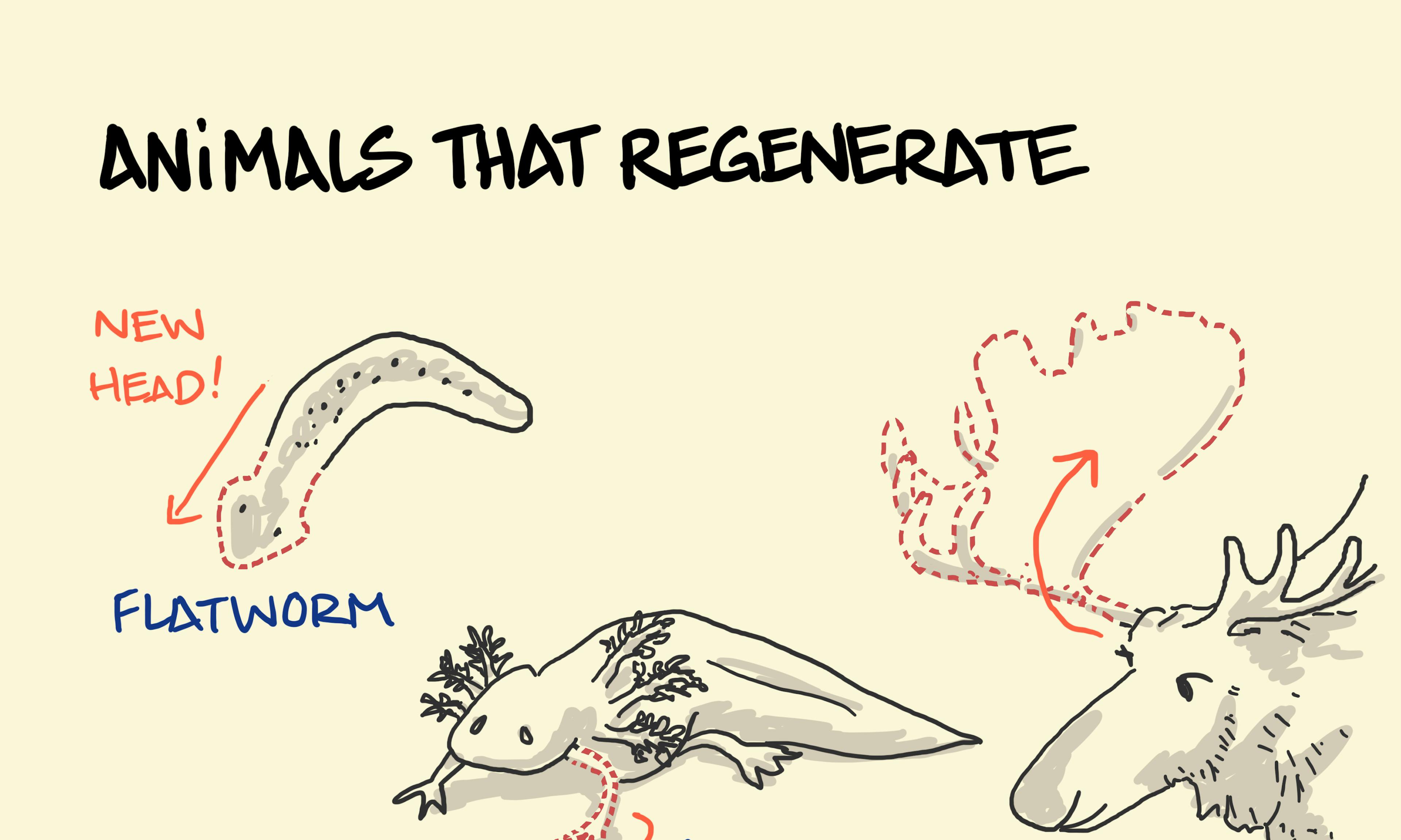 Animals that regenerate - flatworm head, axolotl legs, lizard tail, sea star, moose, deer...