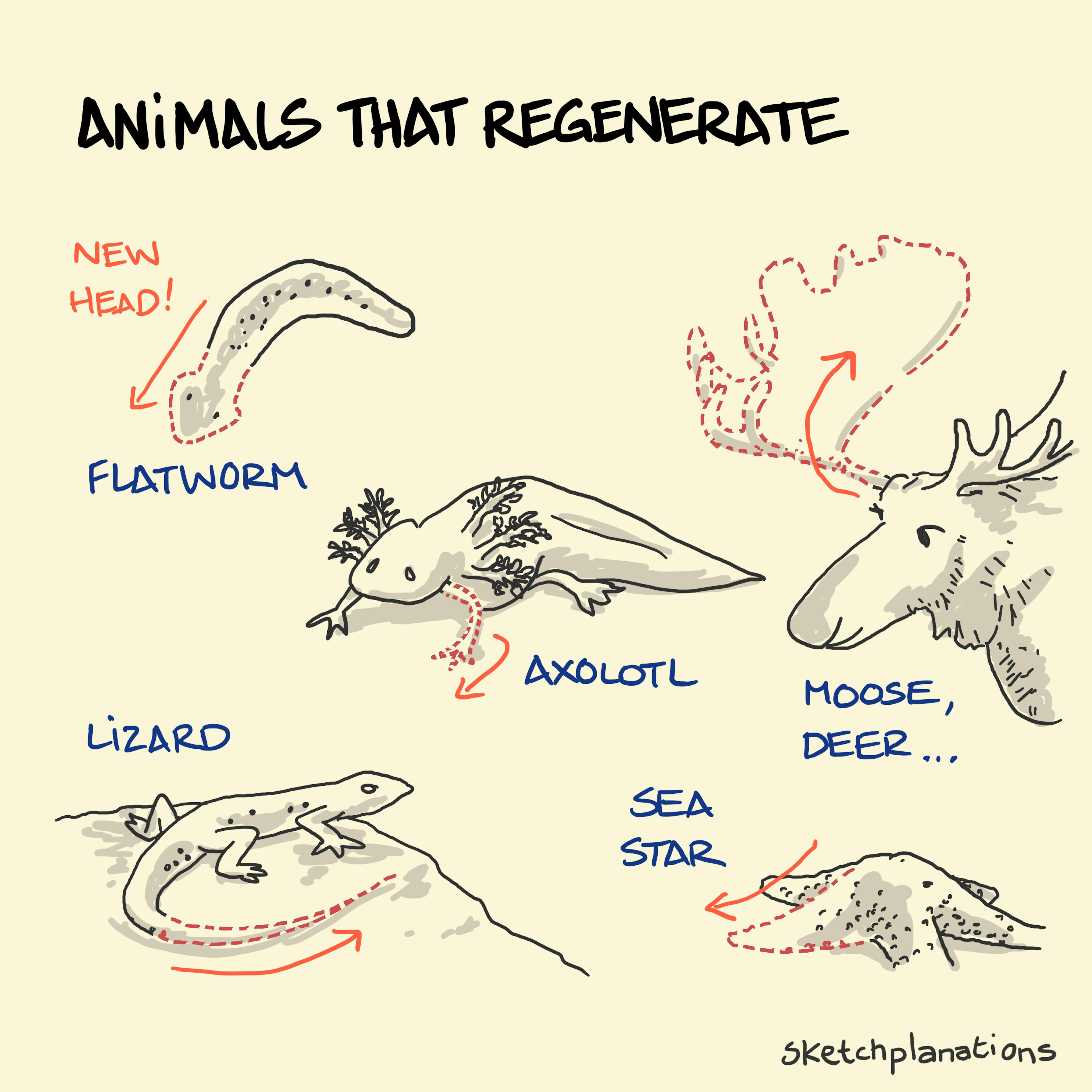 Animals that regenerate - flatworm head, axolotl legs, lizard tail, sea star, moose, deer...