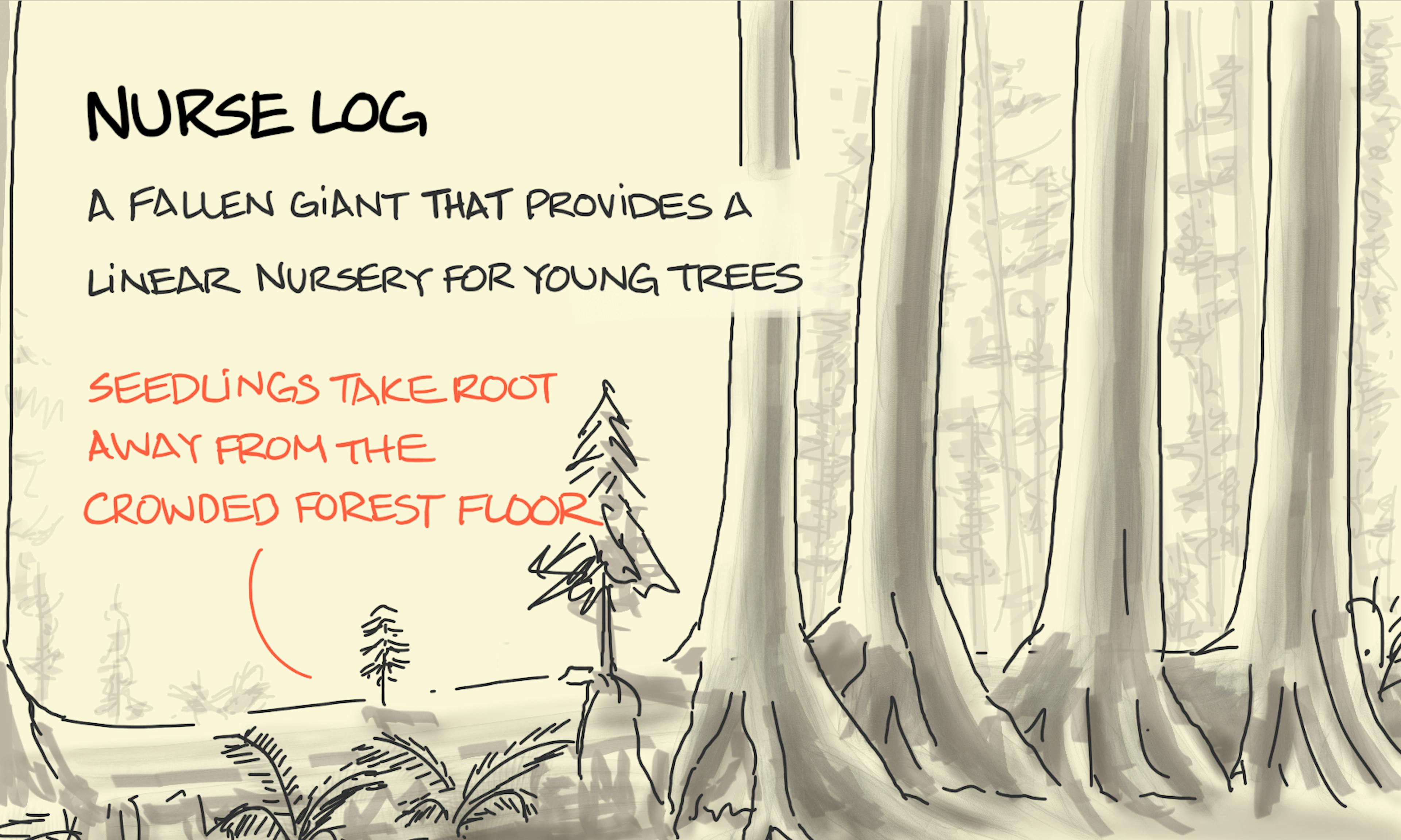 What is a nurse log - a fallen giant tree providing a linear nursery for young trees