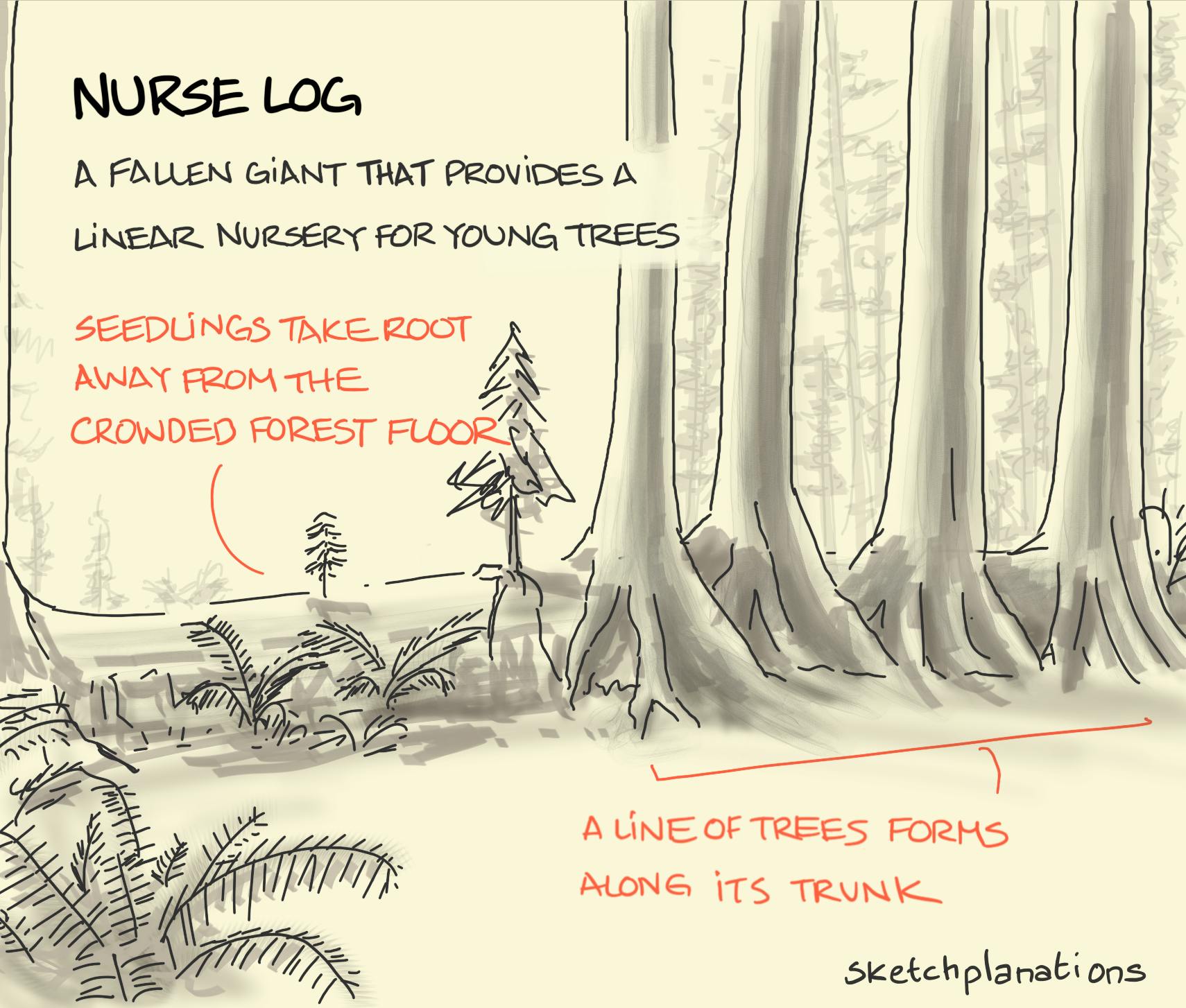 What is a nurse log - a fallen giant tree providing a linear nursery for young trees