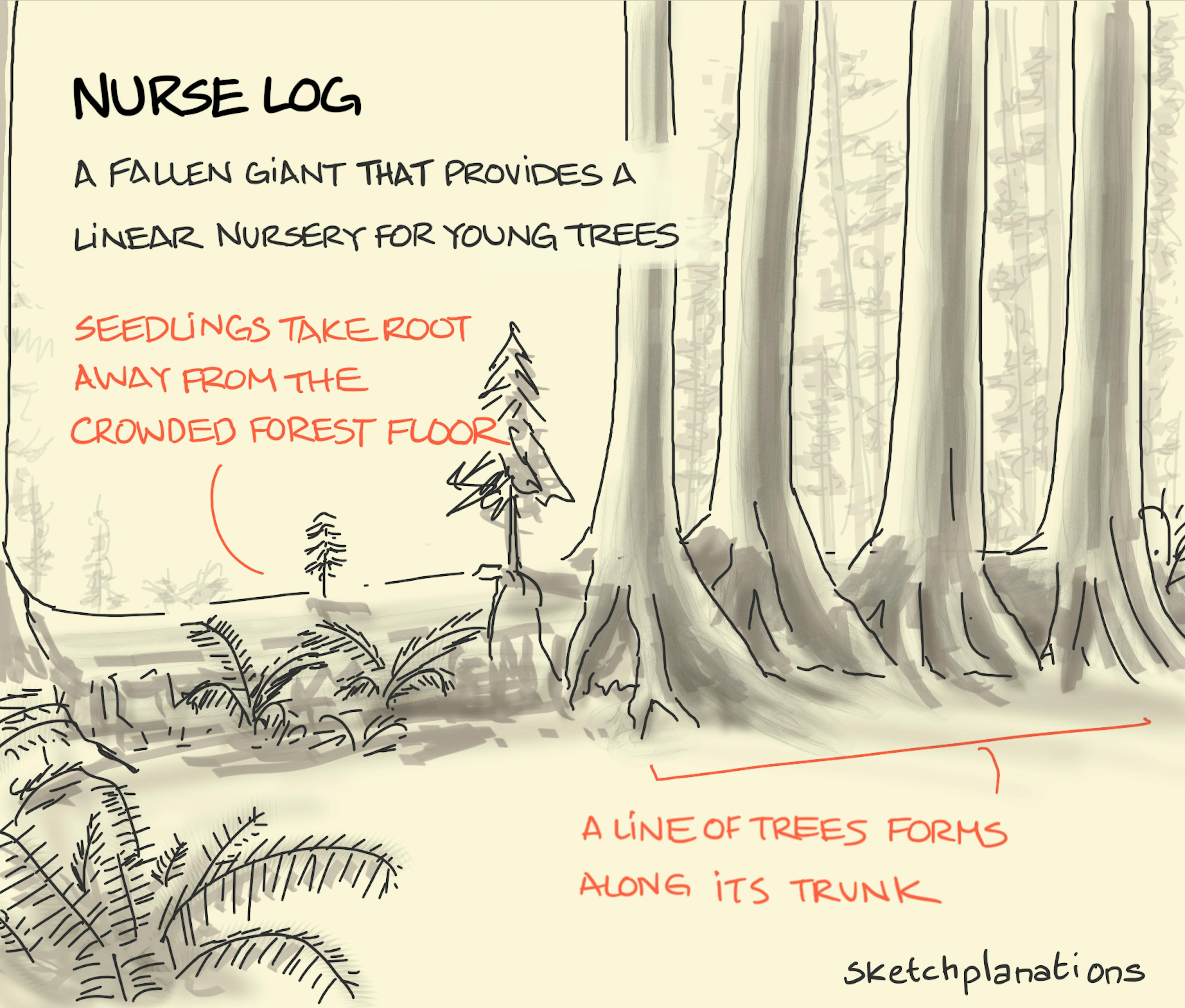 What is a nurse log - a fallen giant tree providing a linear nursery for young trees