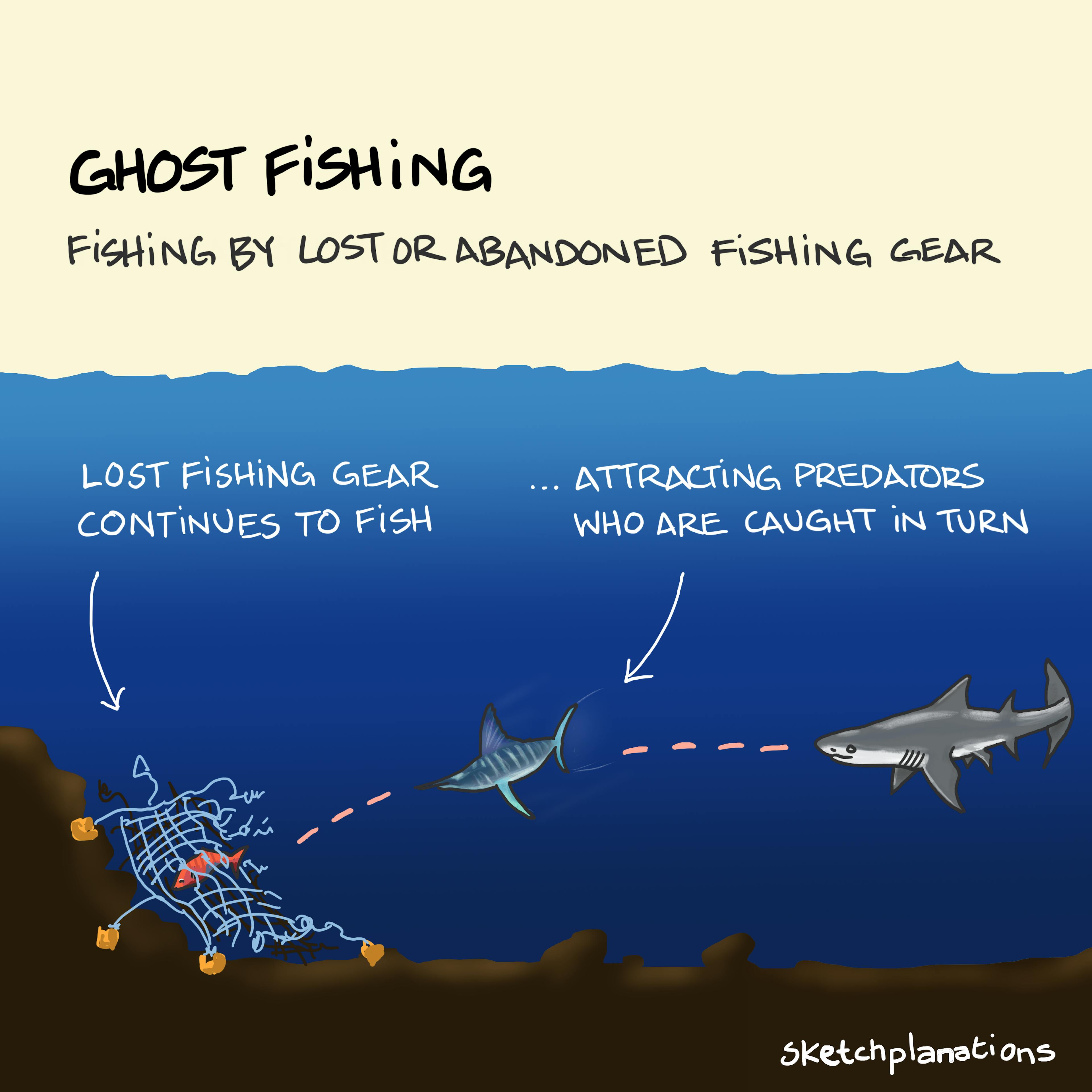 What is ghost fishing showing a discarded fishing net catching fish and other predators