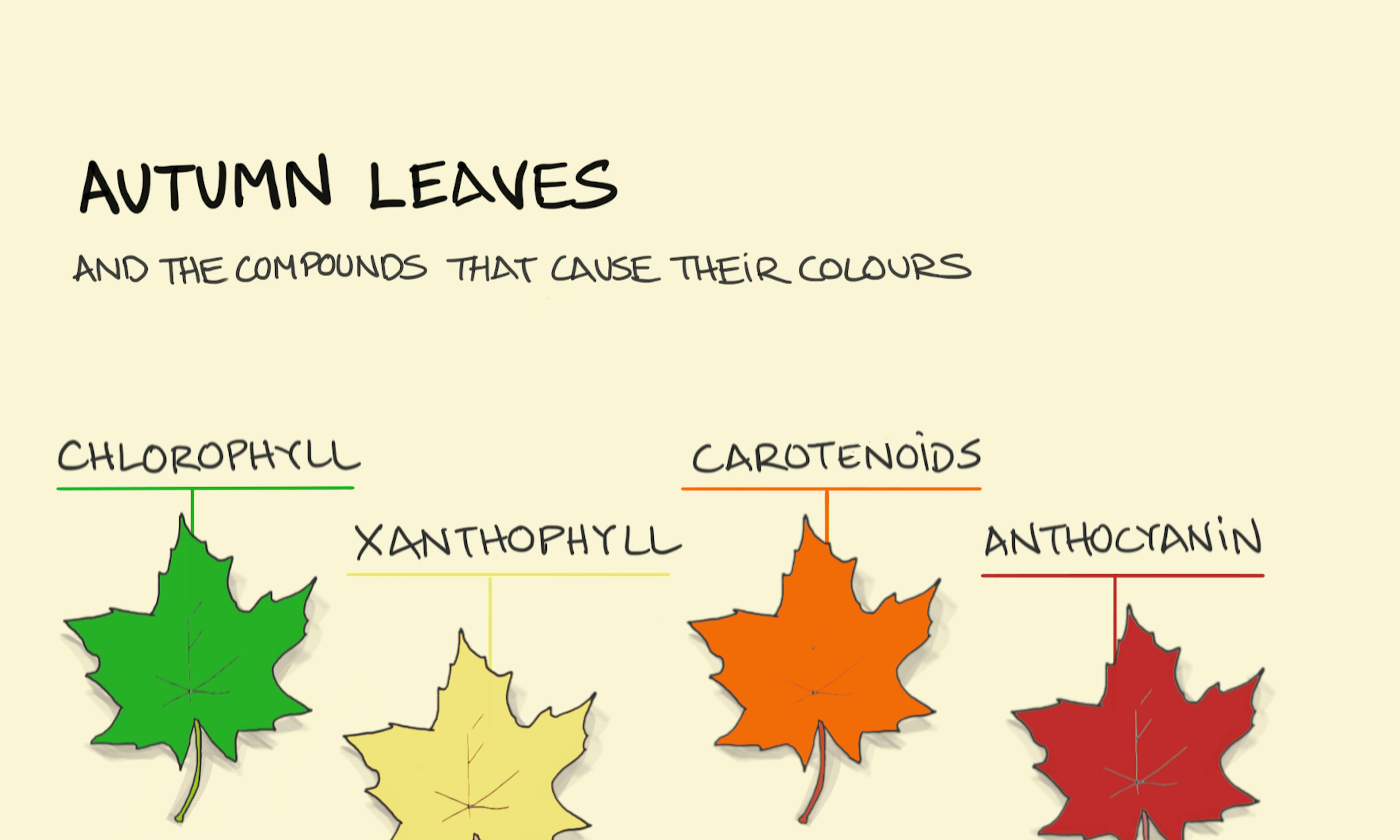 Why do leaves change colour in fall and Autumn and what compounds make the colours?
