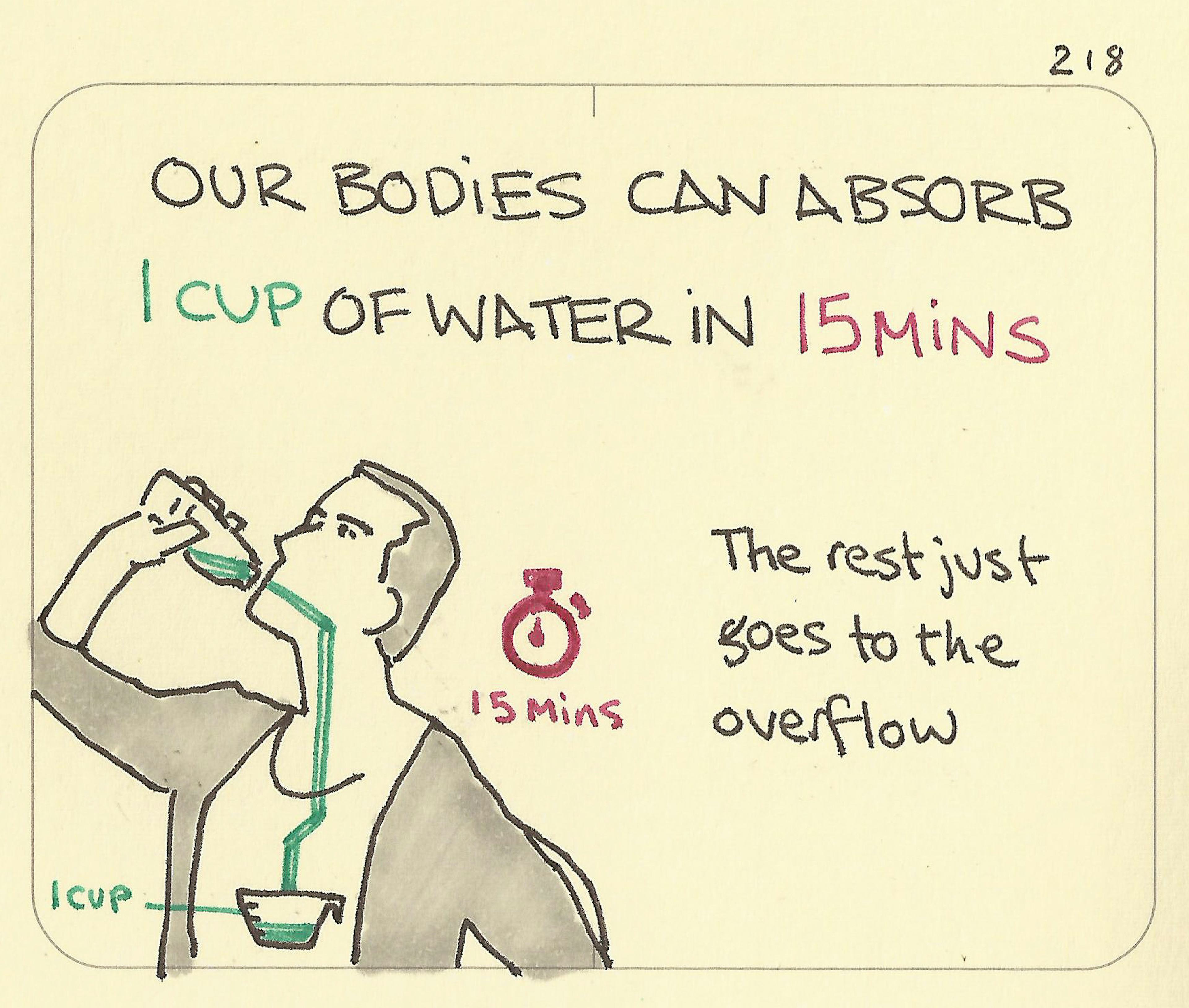 Our bodies can absorb 1 cup of water in 15 mins - Sketchplanations
