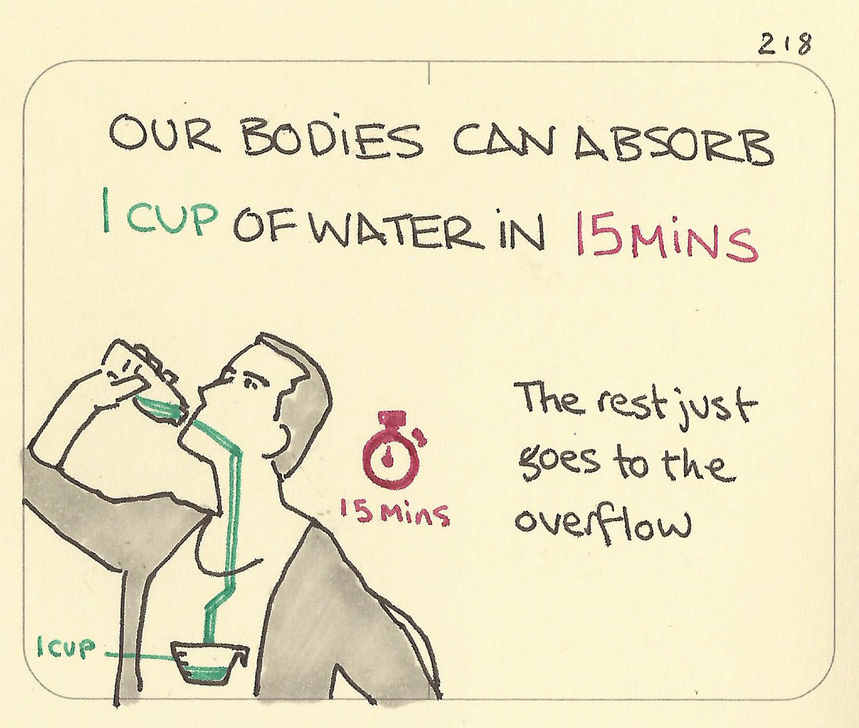 Our bodies can absorb 1 cup of water in 15 mins - Sketchplanations